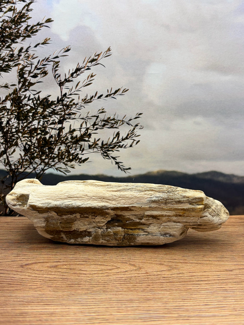 Opalized Petrified Wood with Druzy Crystals