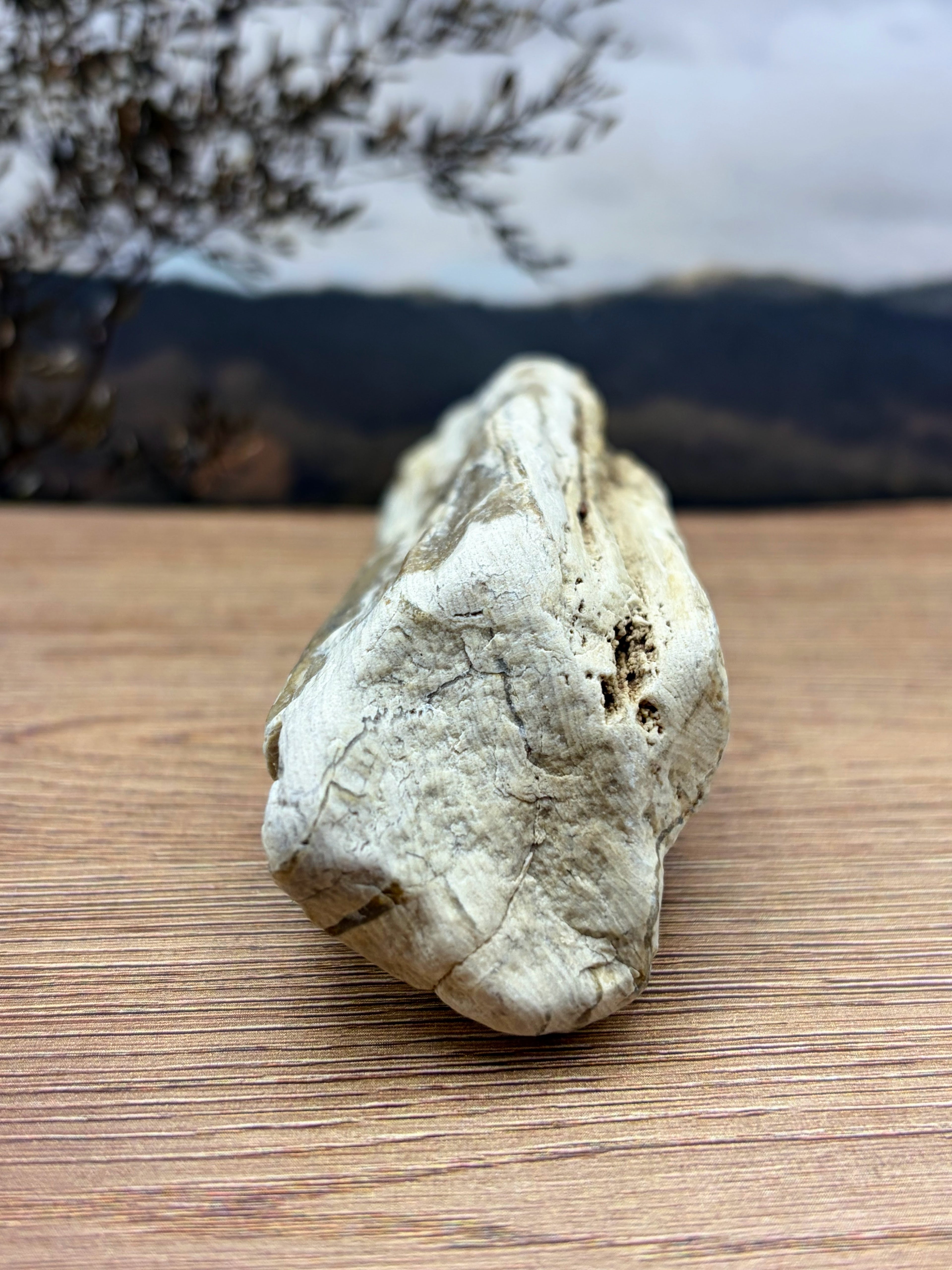 Opalized Petrified Wood with Druzy Crystals