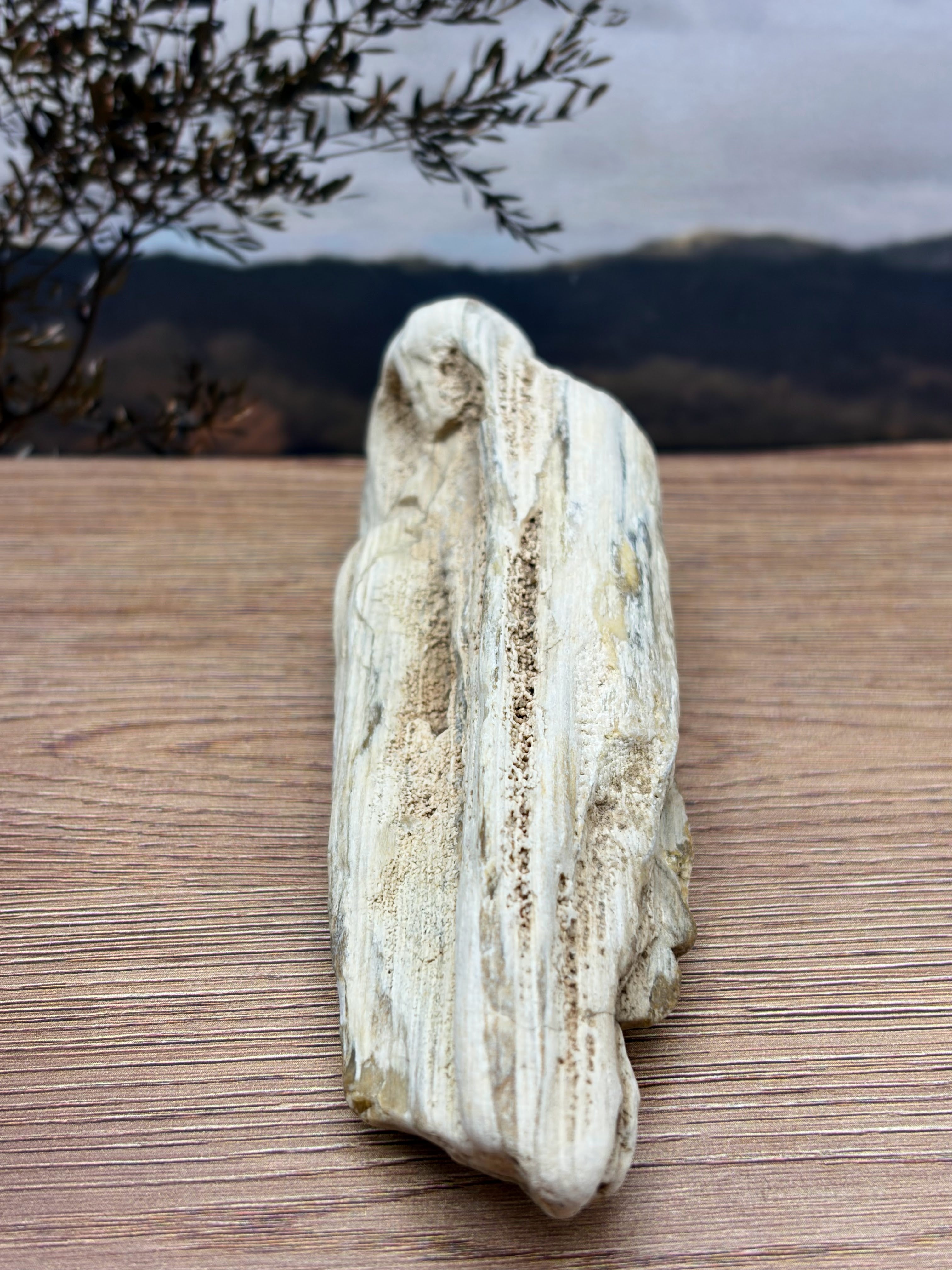 Opalized Petrified Wood with Druzy Crystals
