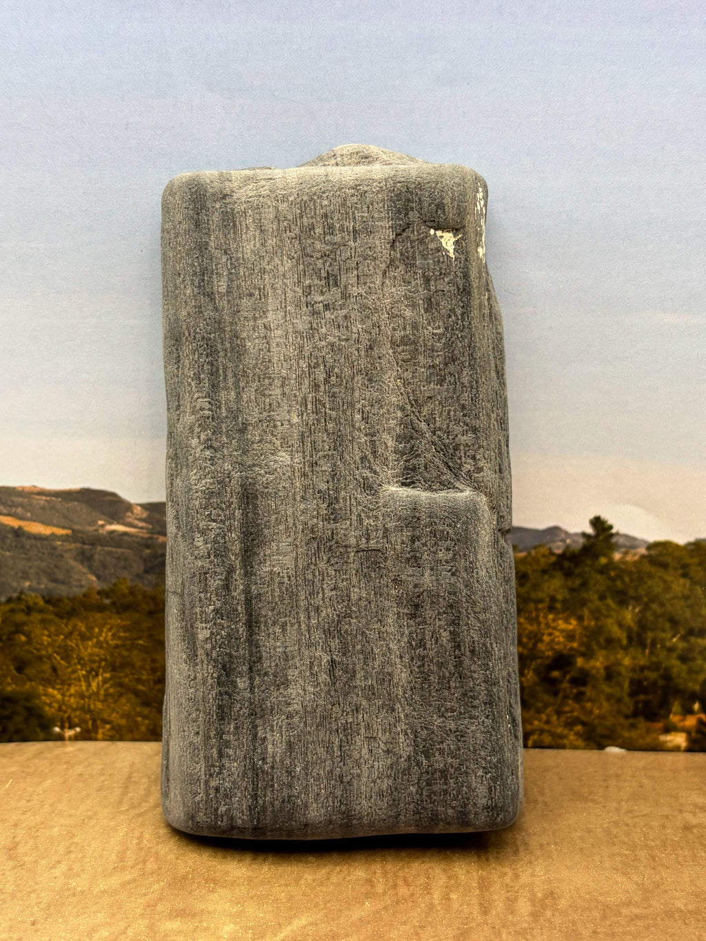 Petrified Palm Wood Specimen