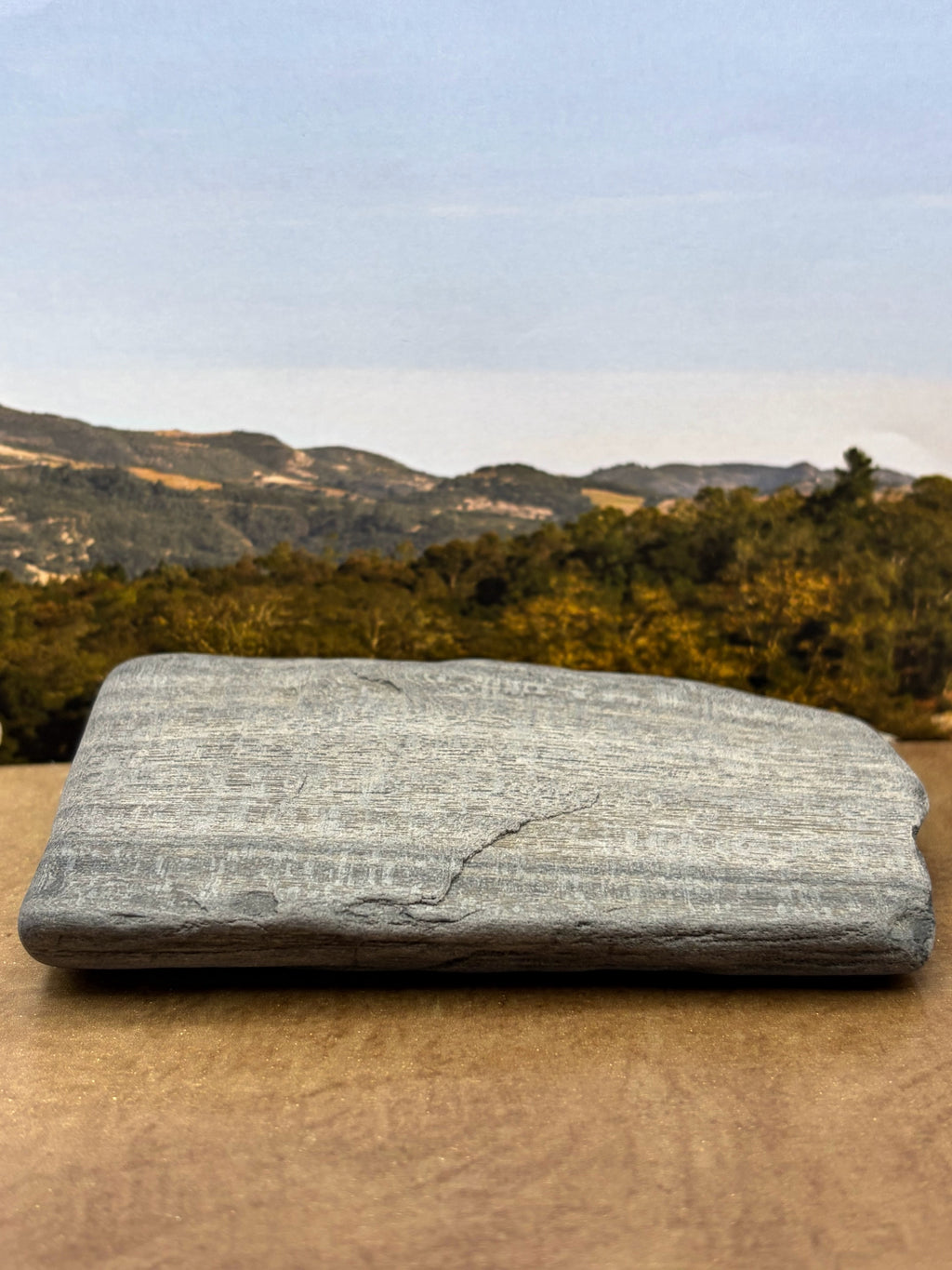 Petrified Palm Wood Specimen