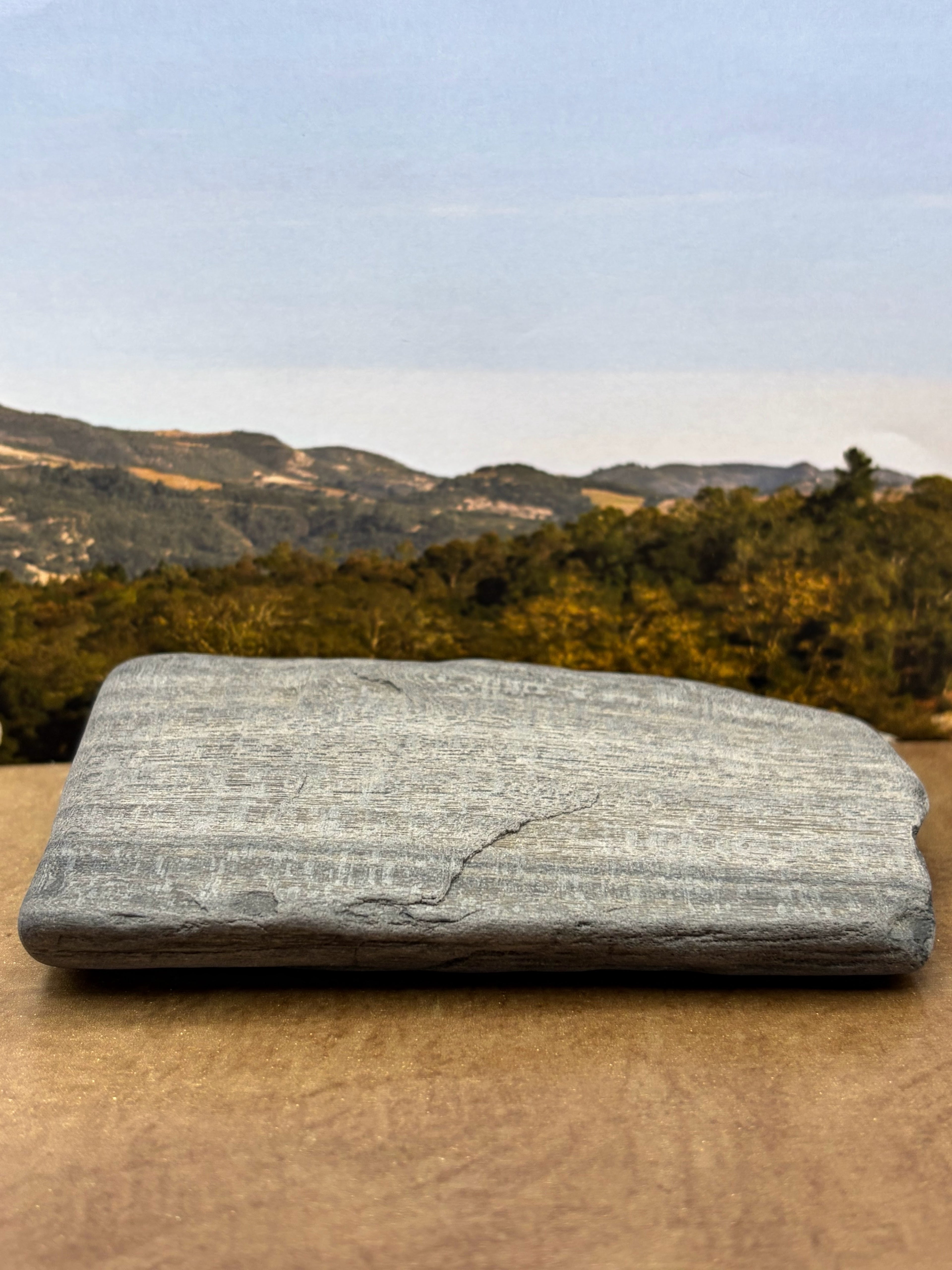 Petrified Palm Wood Specimen