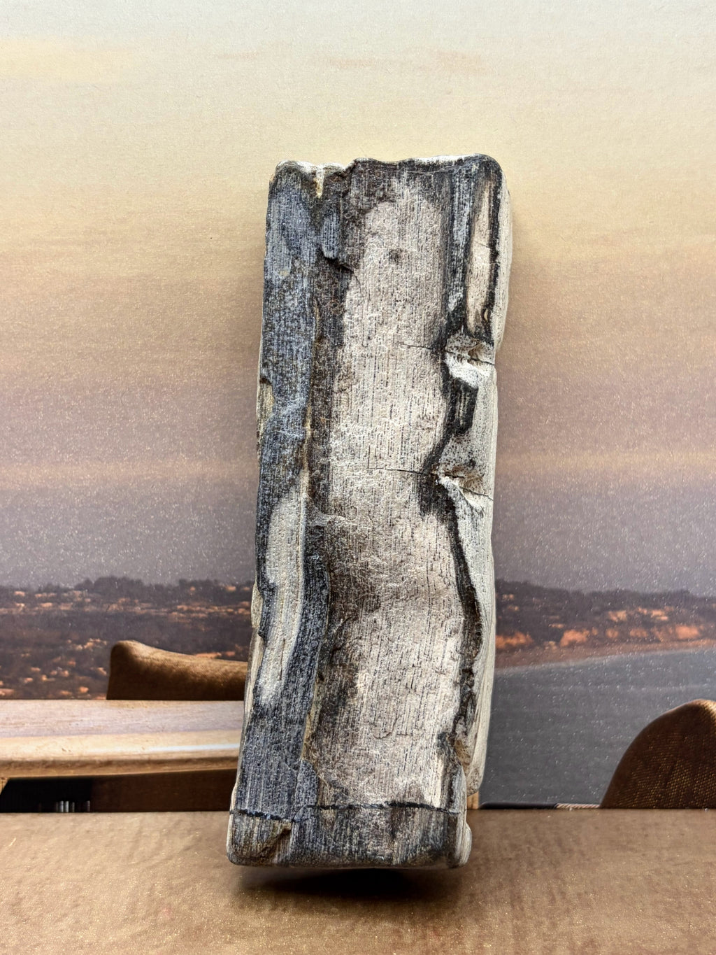 Petrified Wood Specimen "Singed"