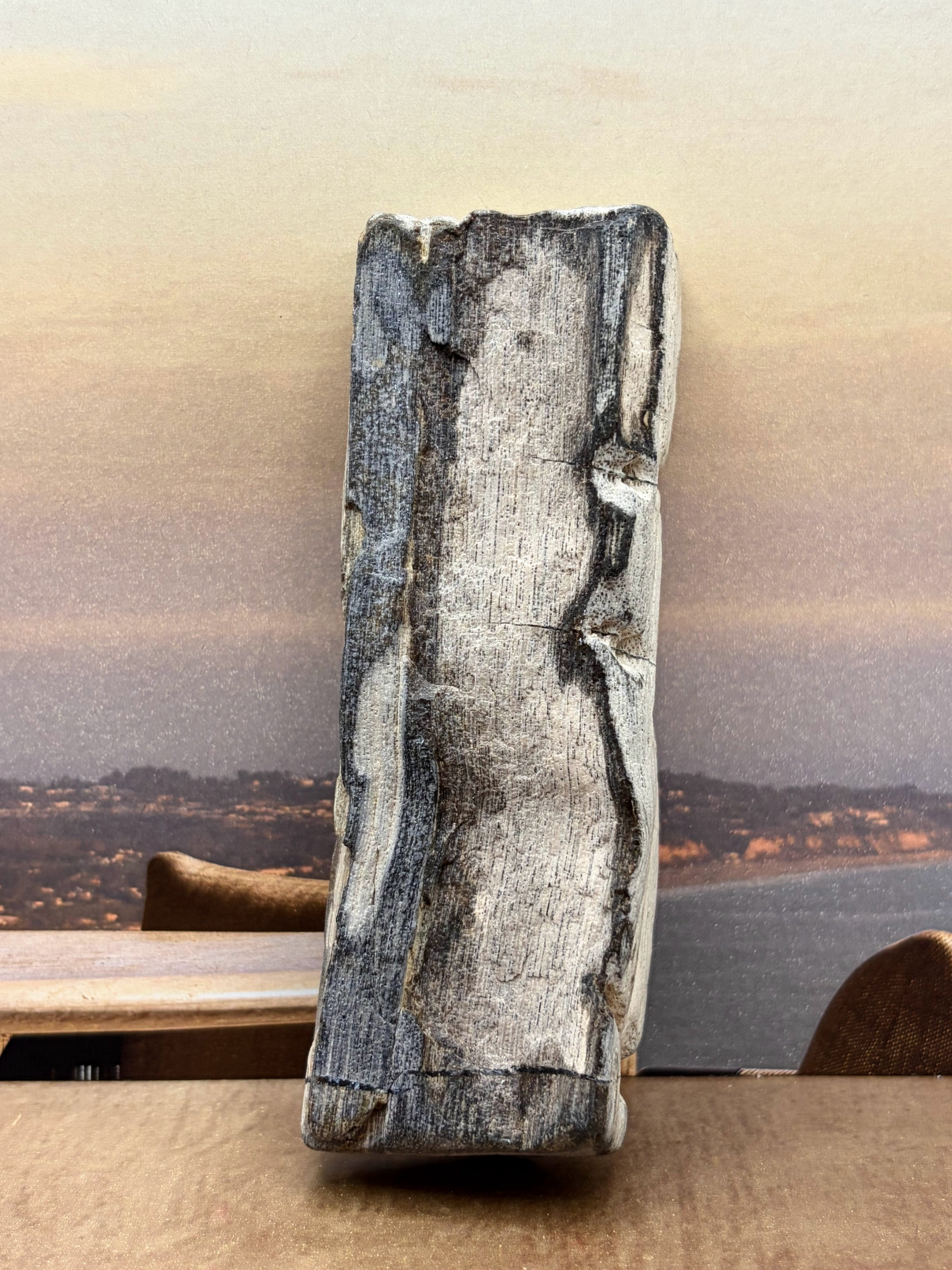 Petrified Wood Specimen "Singed"