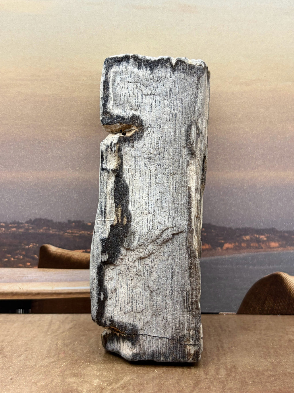 Petrified Wood Specimen "Singed"