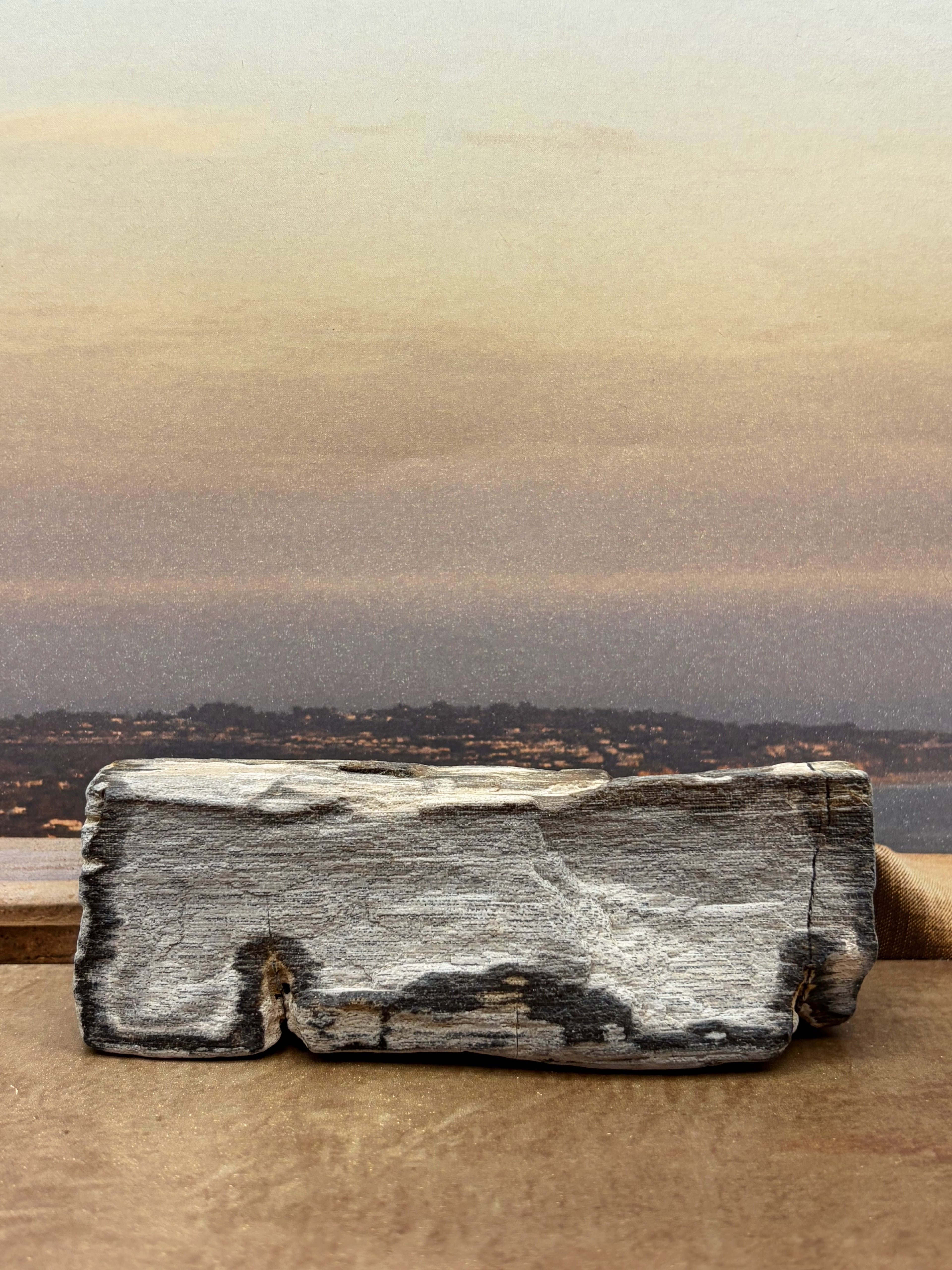Petrified Wood Specimen "Singed"