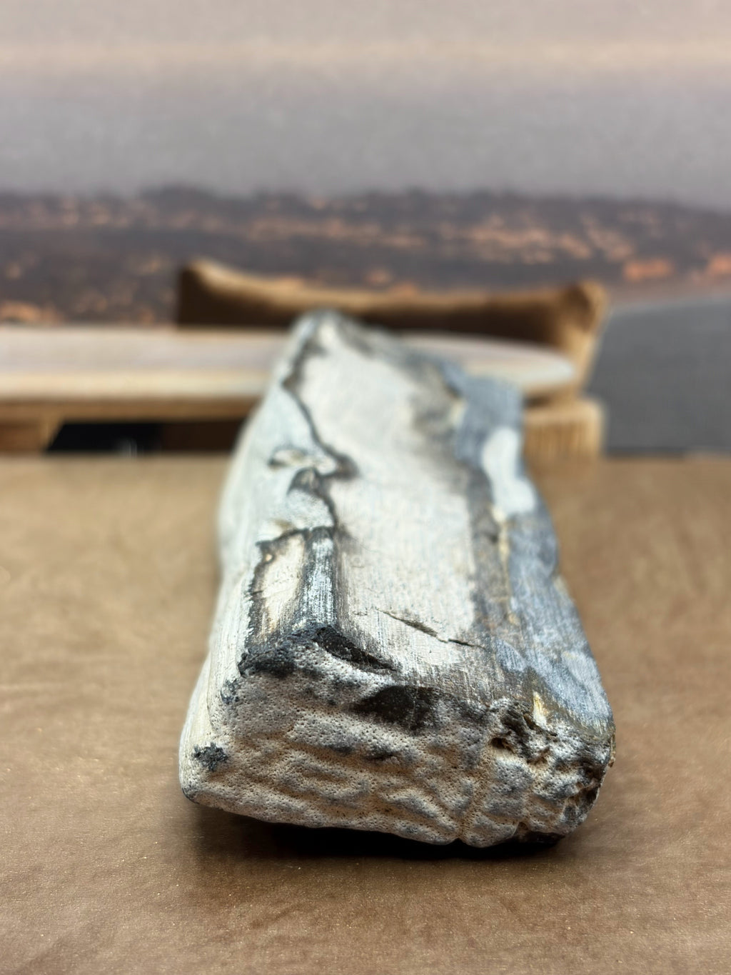 Petrified Wood Specimen "Singed"