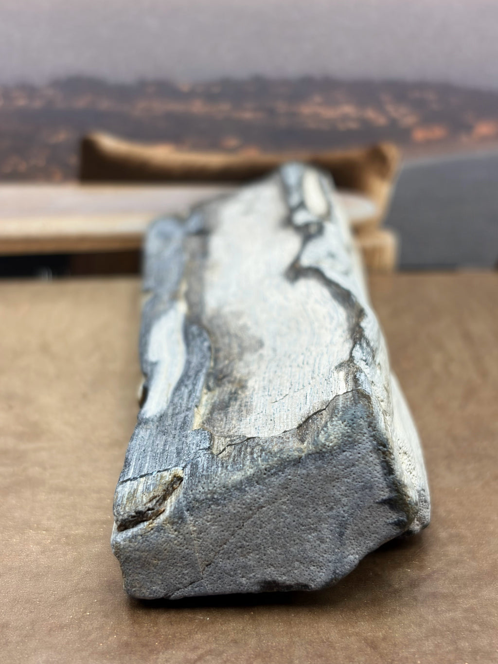 Petrified Wood Specimen "Singed"