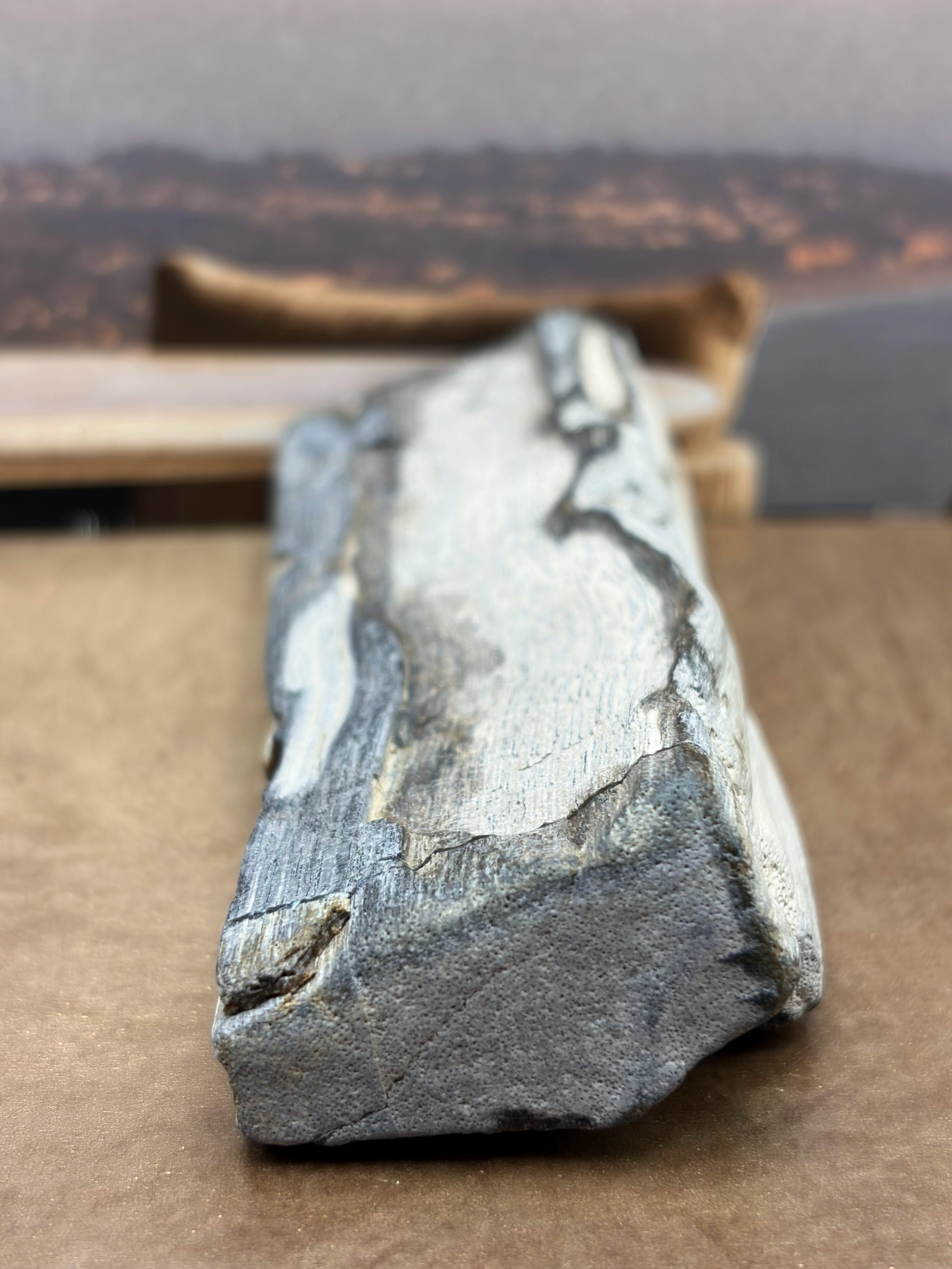 Petrified Wood Specimen "Singed"