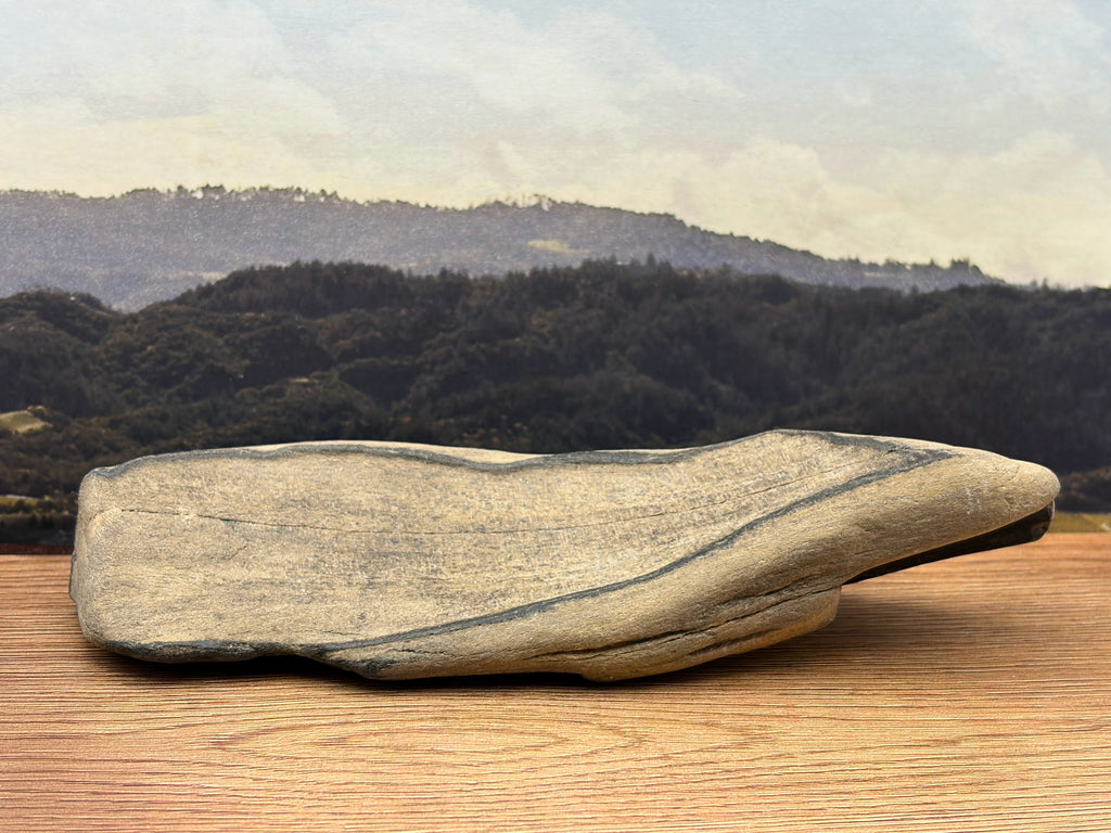 Petrified Wood Specimen