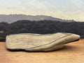 Petrified Wood Specimen