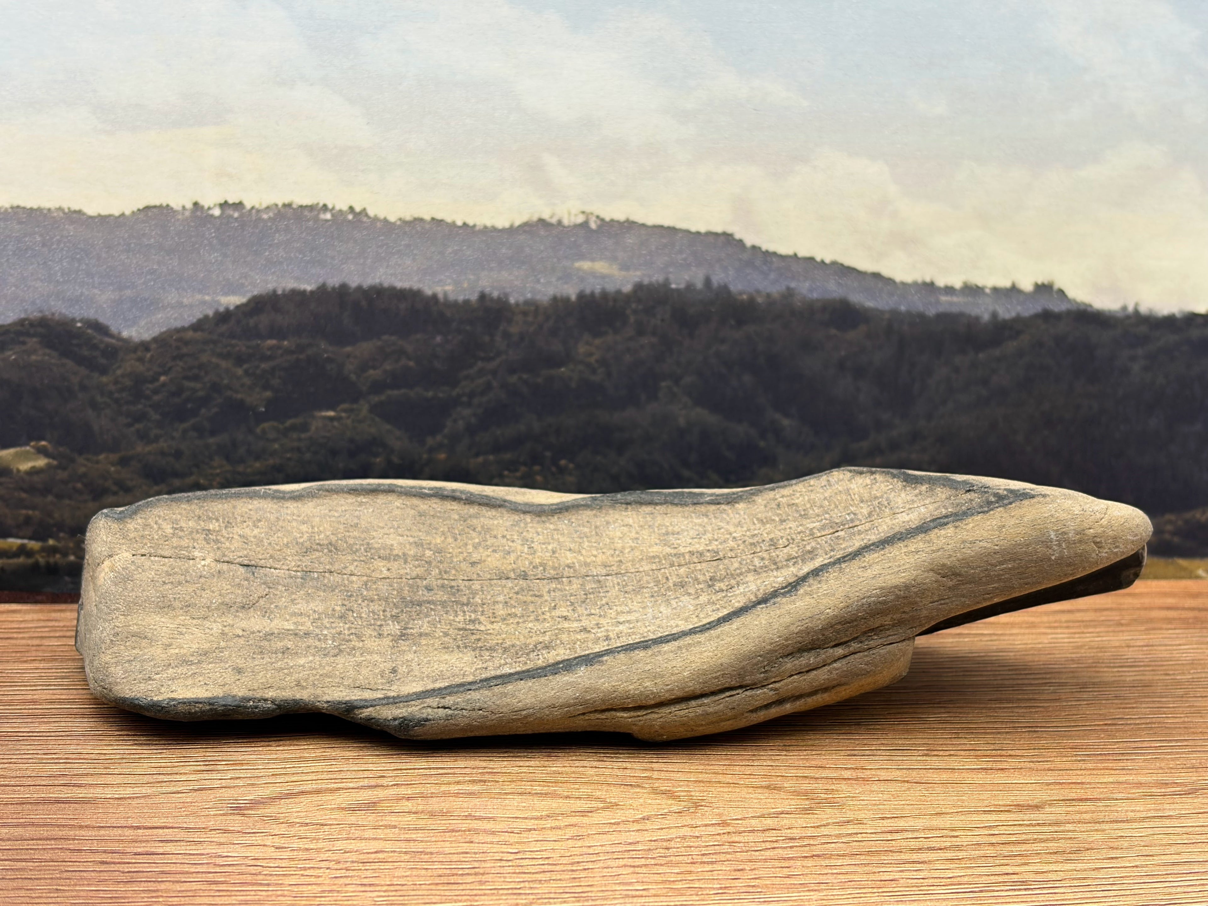 Petrified Wood Specimen