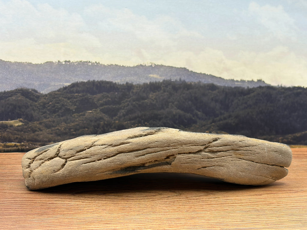 Petrified Wood Specimen