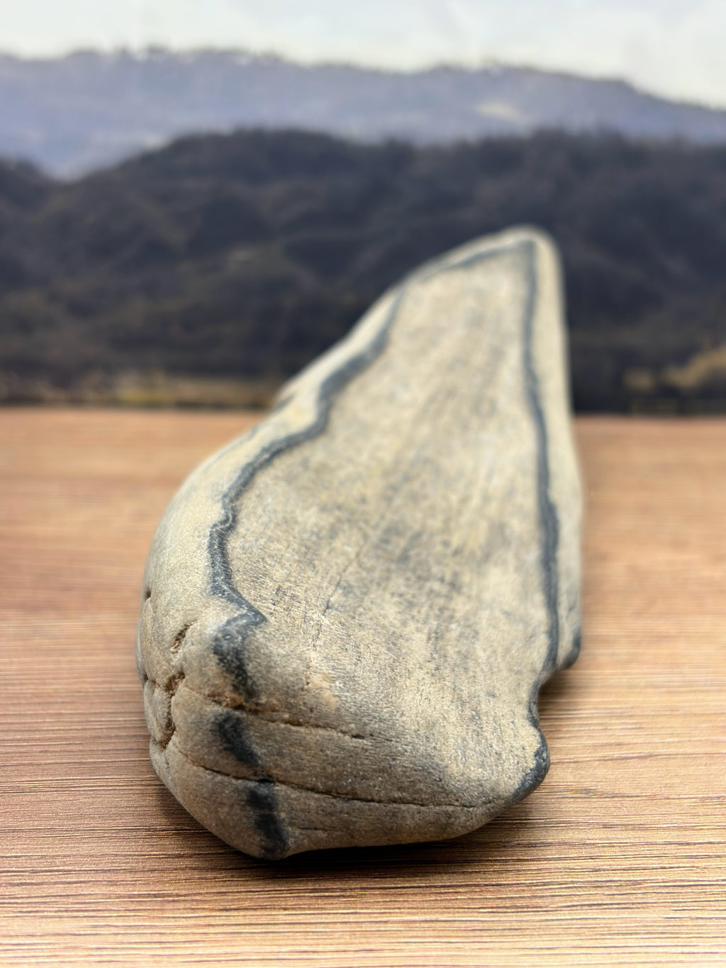 Petrified Wood Specimen