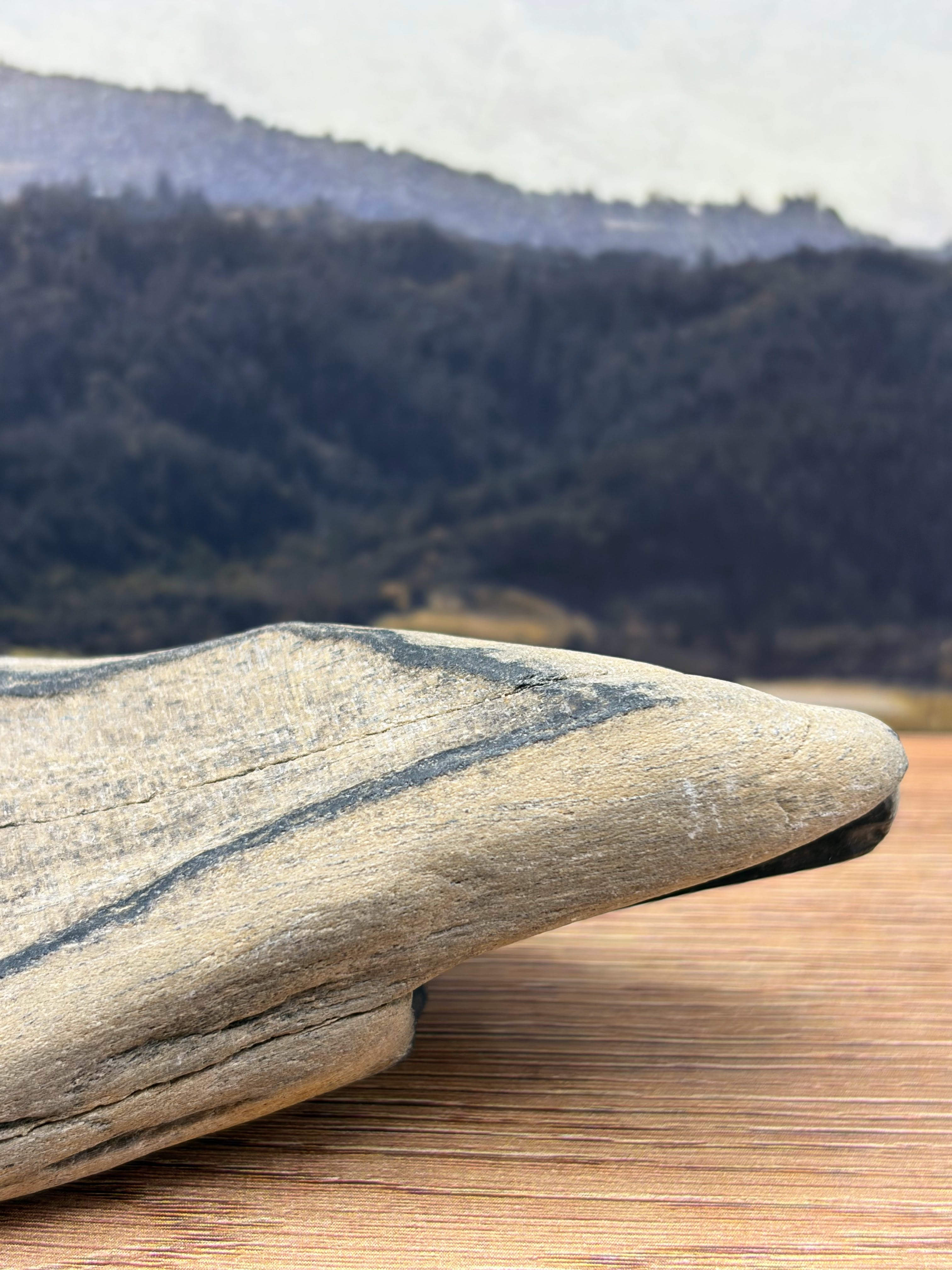 Petrified Wood Specimen