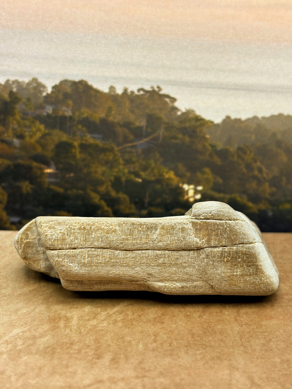 Petrified Wood Specimen with Druzy Crystals