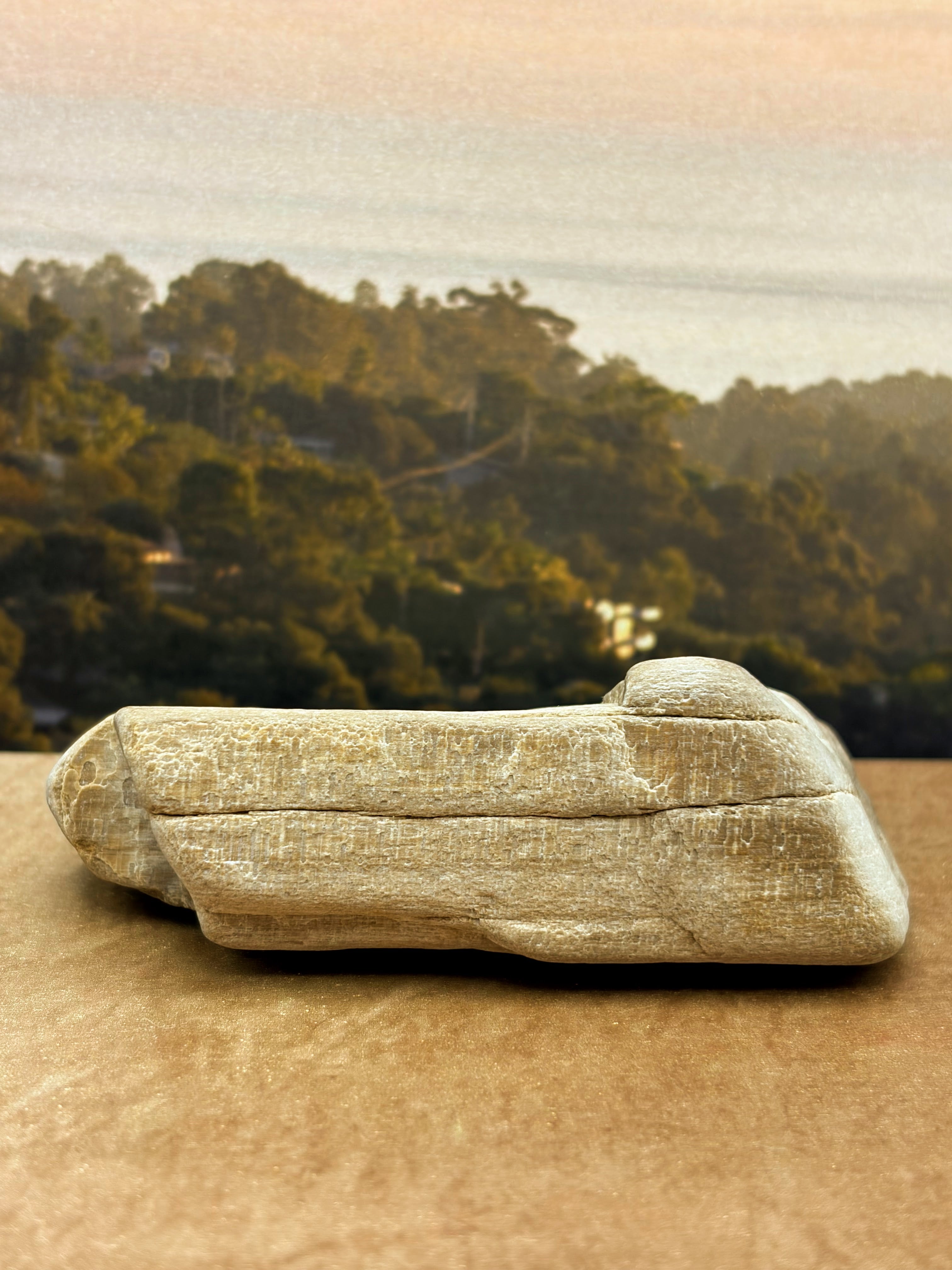 Petrified Wood Specimen with Druzy Crystals