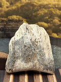 Small Petrified Wood Specimen