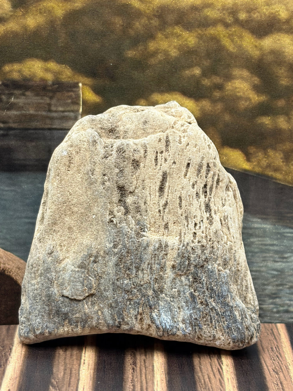 Small Petrified Wood Specimen
