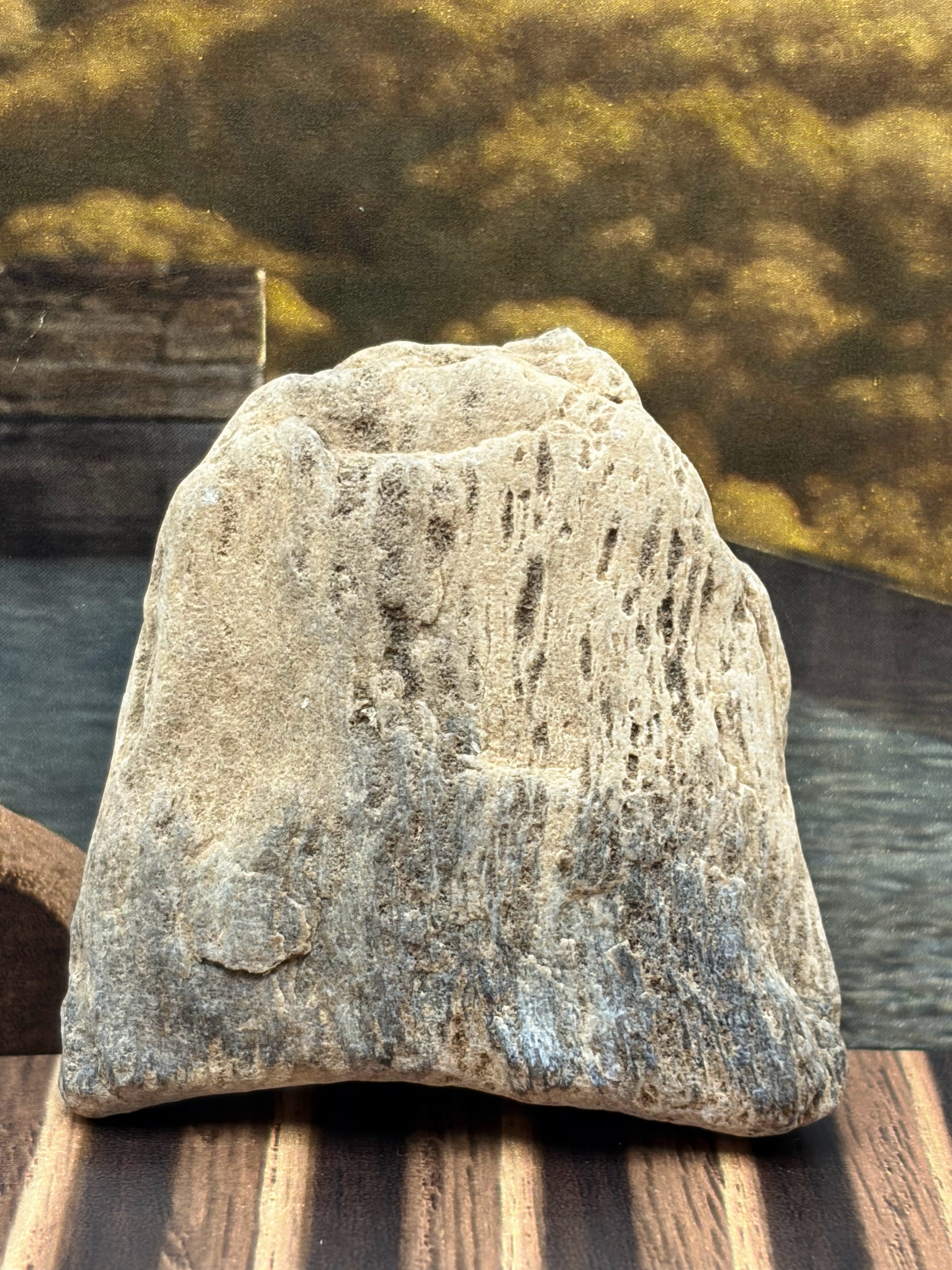 Small Petrified Wood Specimen