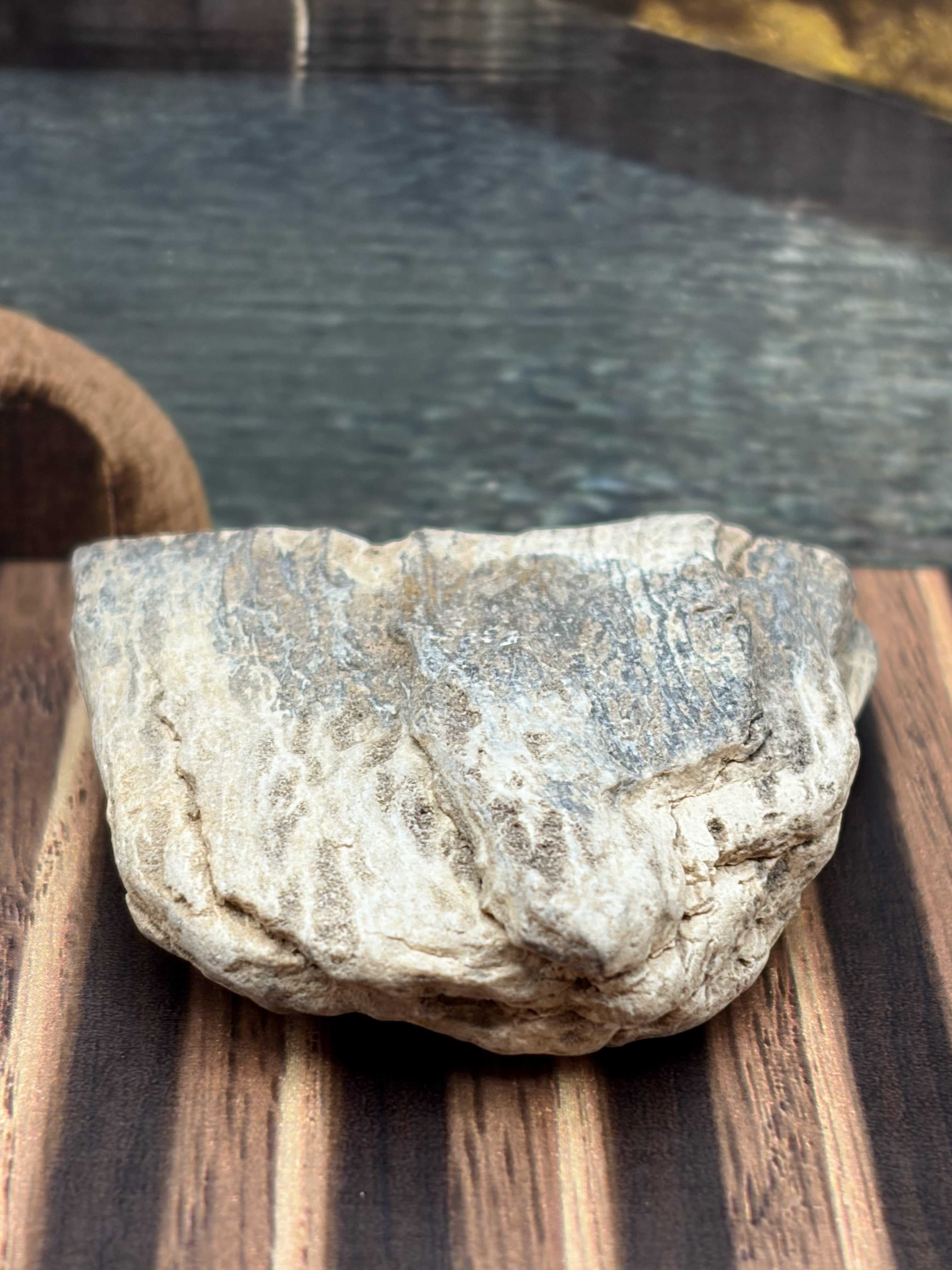 Small Petrified Wood Specimen