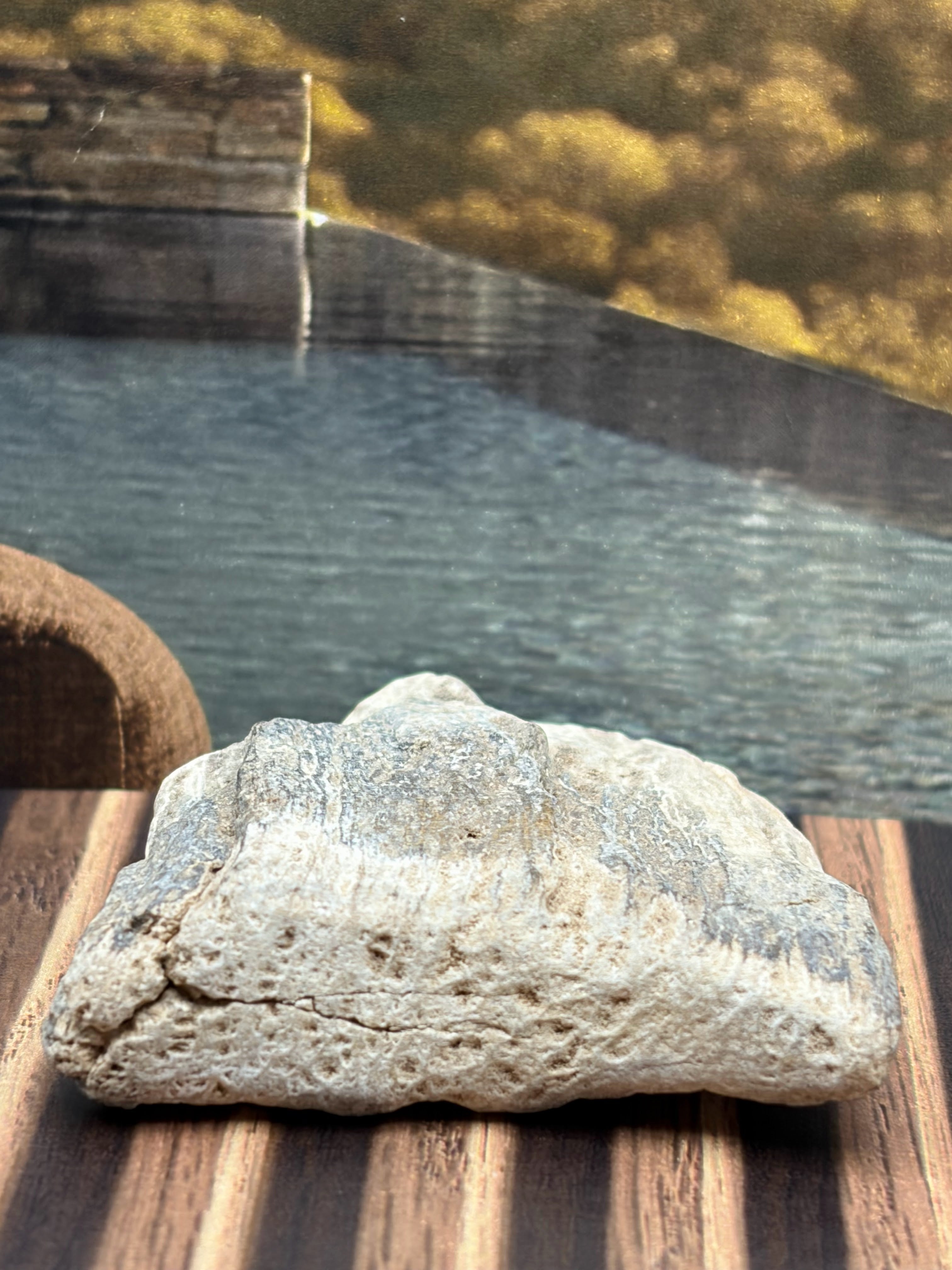 Small Petrified Wood Specimen