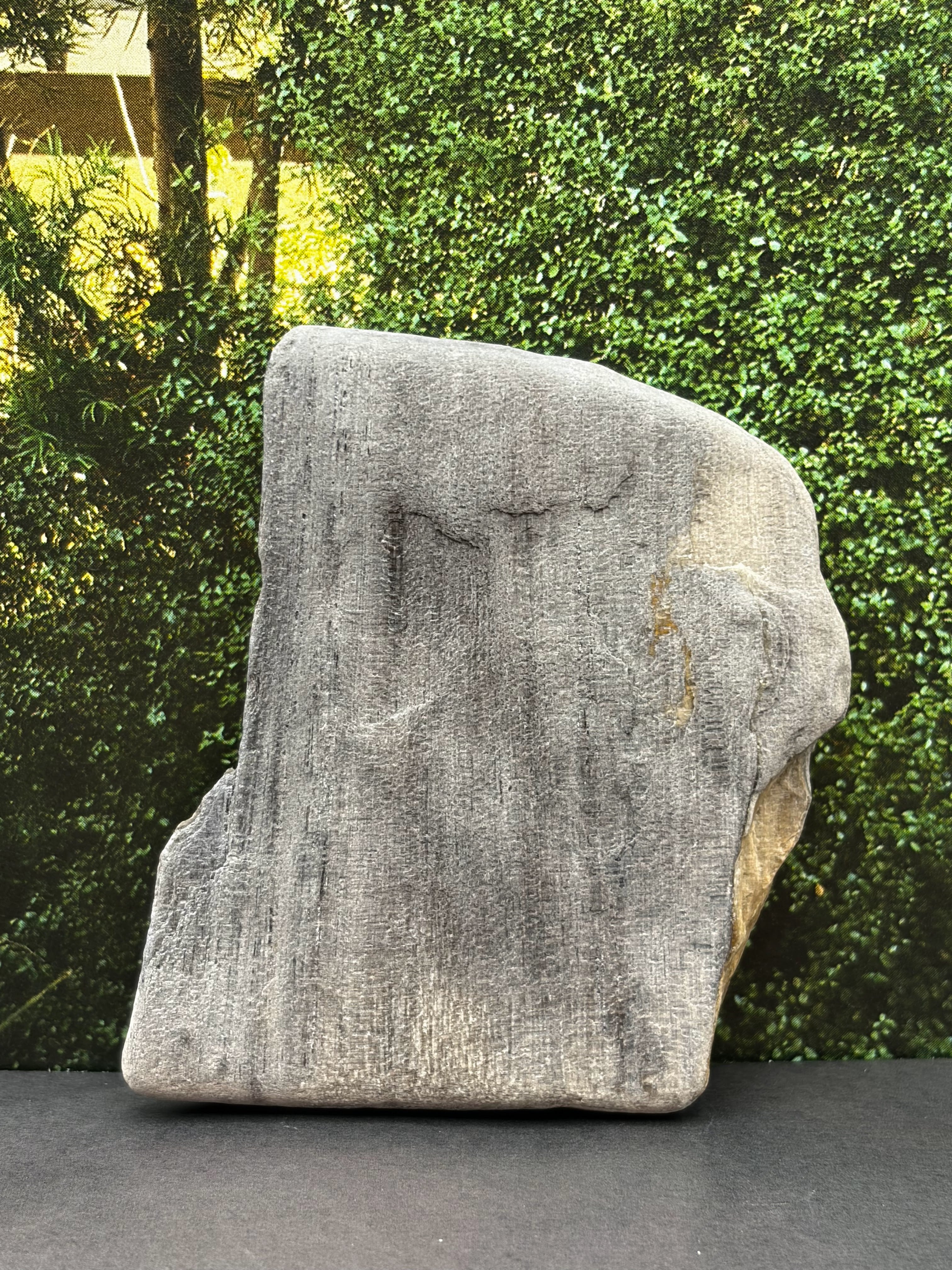 Petrified Wood Specimen
