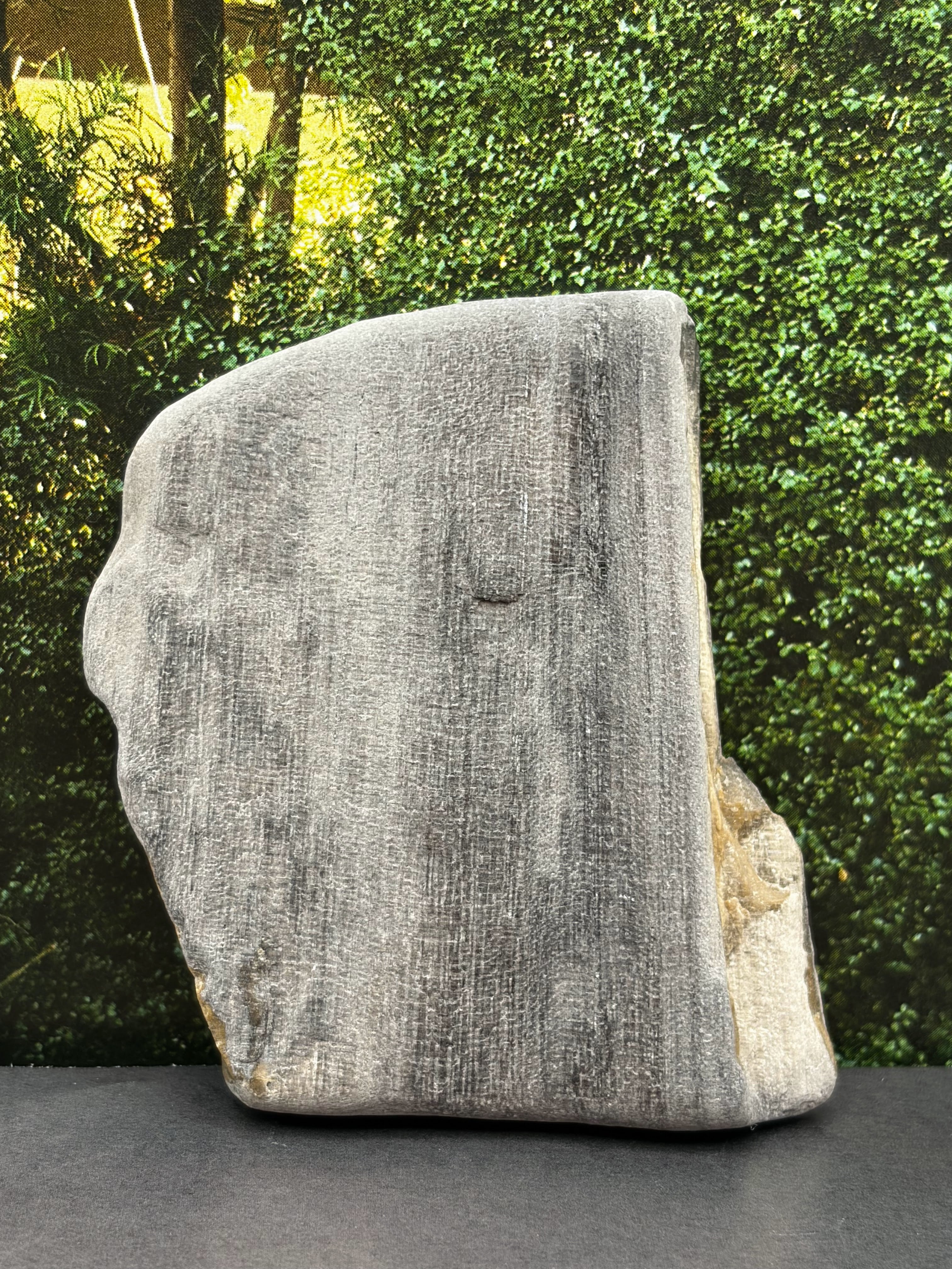 Petrified Wood Specimen