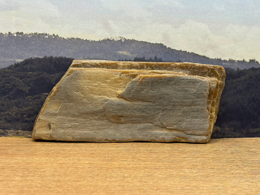 Petrified Wood Specimen (SOLD)