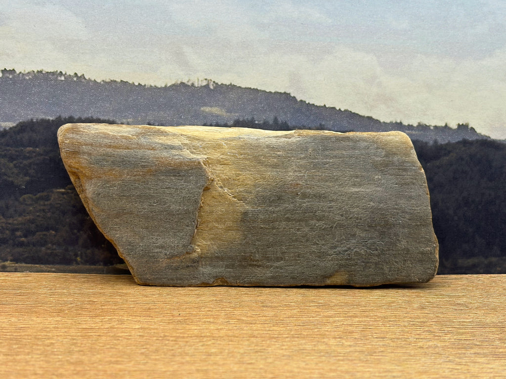 Petrified Wood Specimen (SOLD)