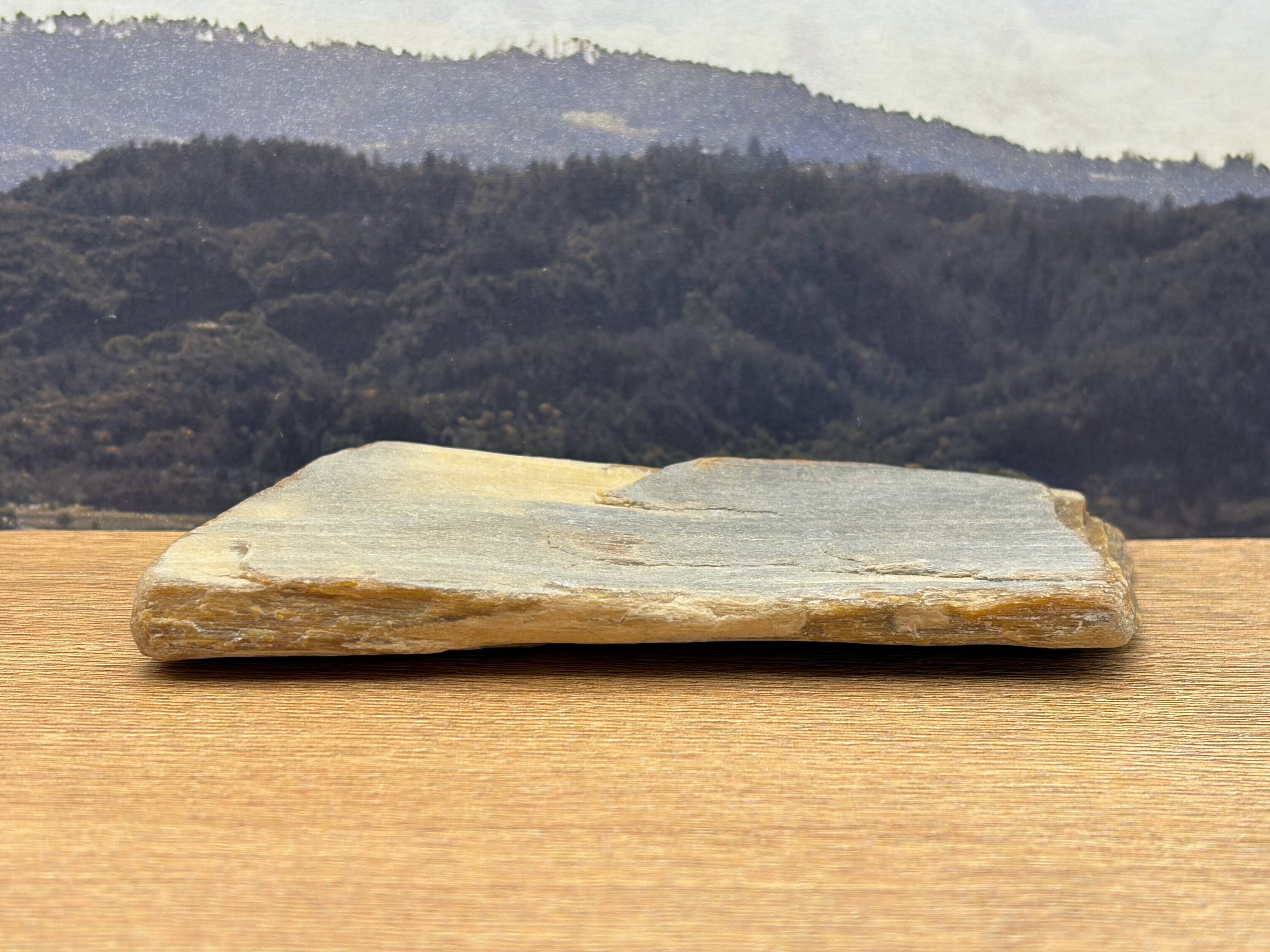 Petrified Wood Specimen (SOLD)