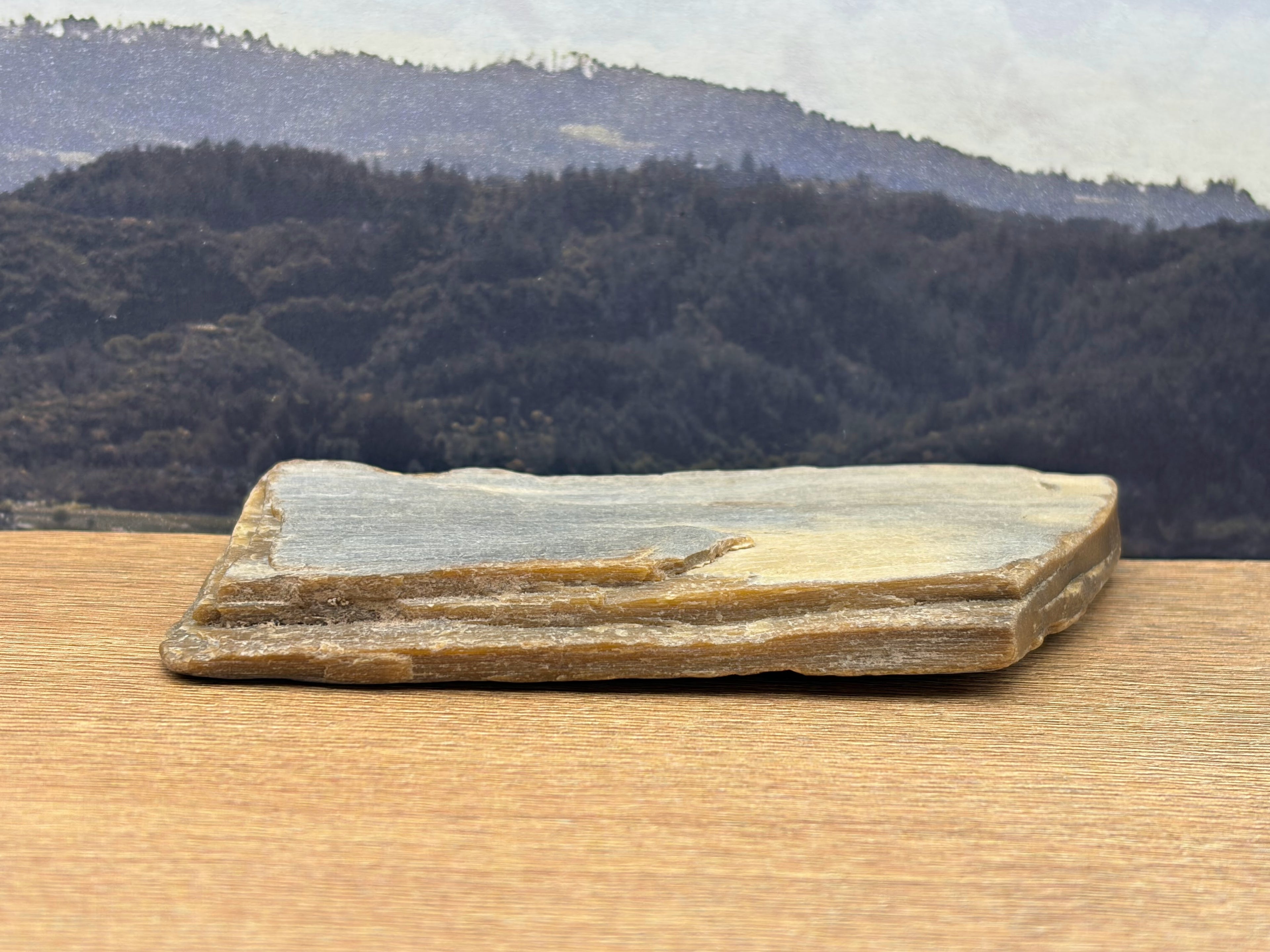 Petrified Wood Specimen (SOLD)