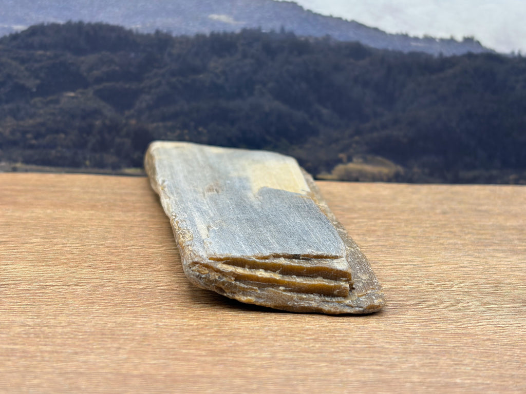 Petrified Wood Specimen (SOLD)