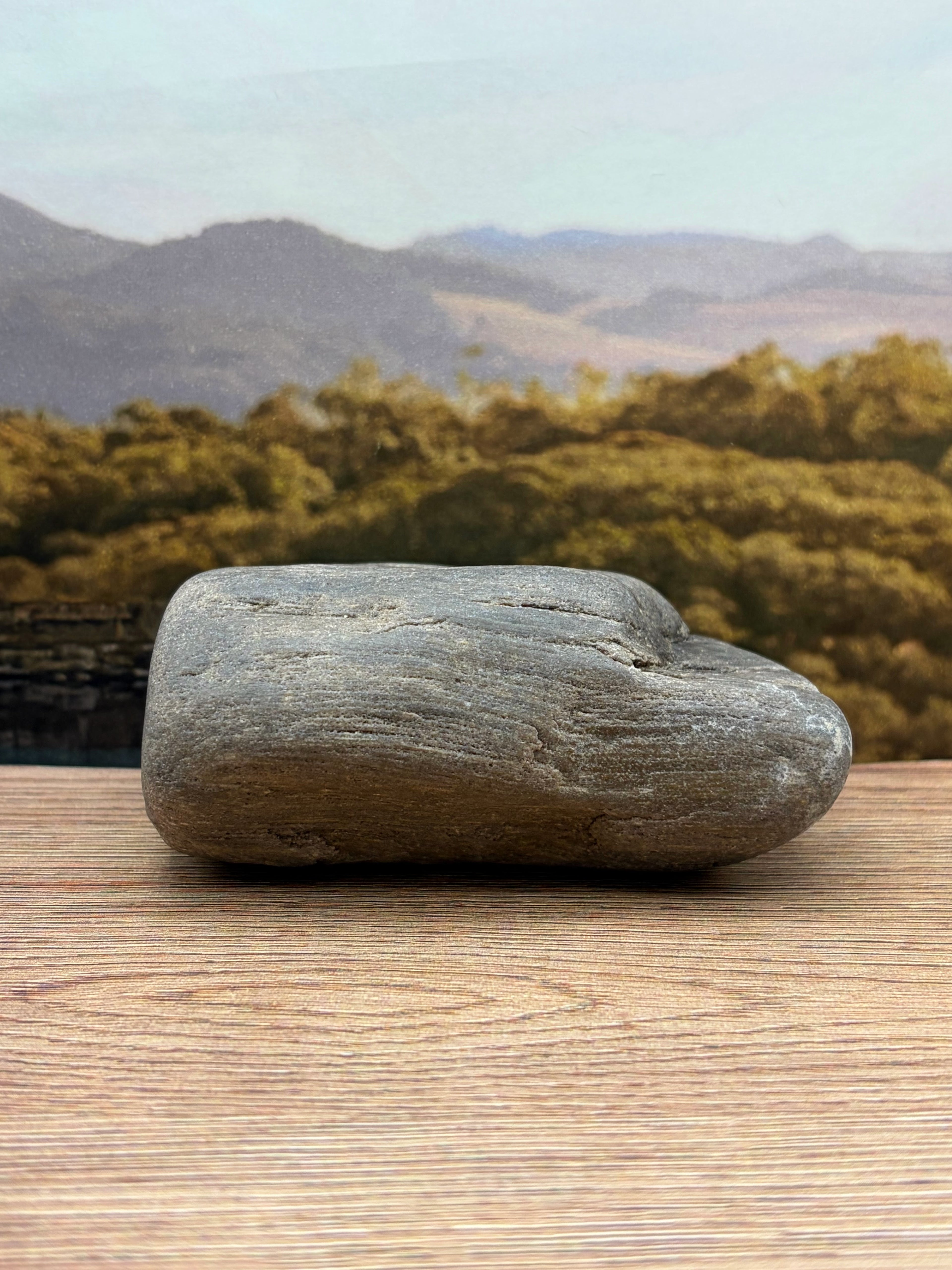 Petrified Wood Specimen
