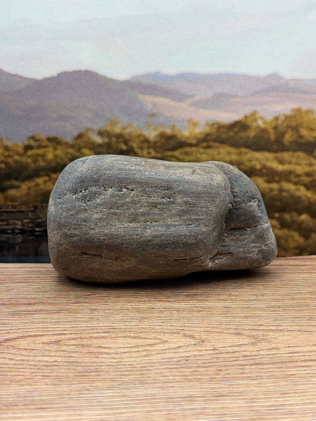 Petrified Wood Specimen
