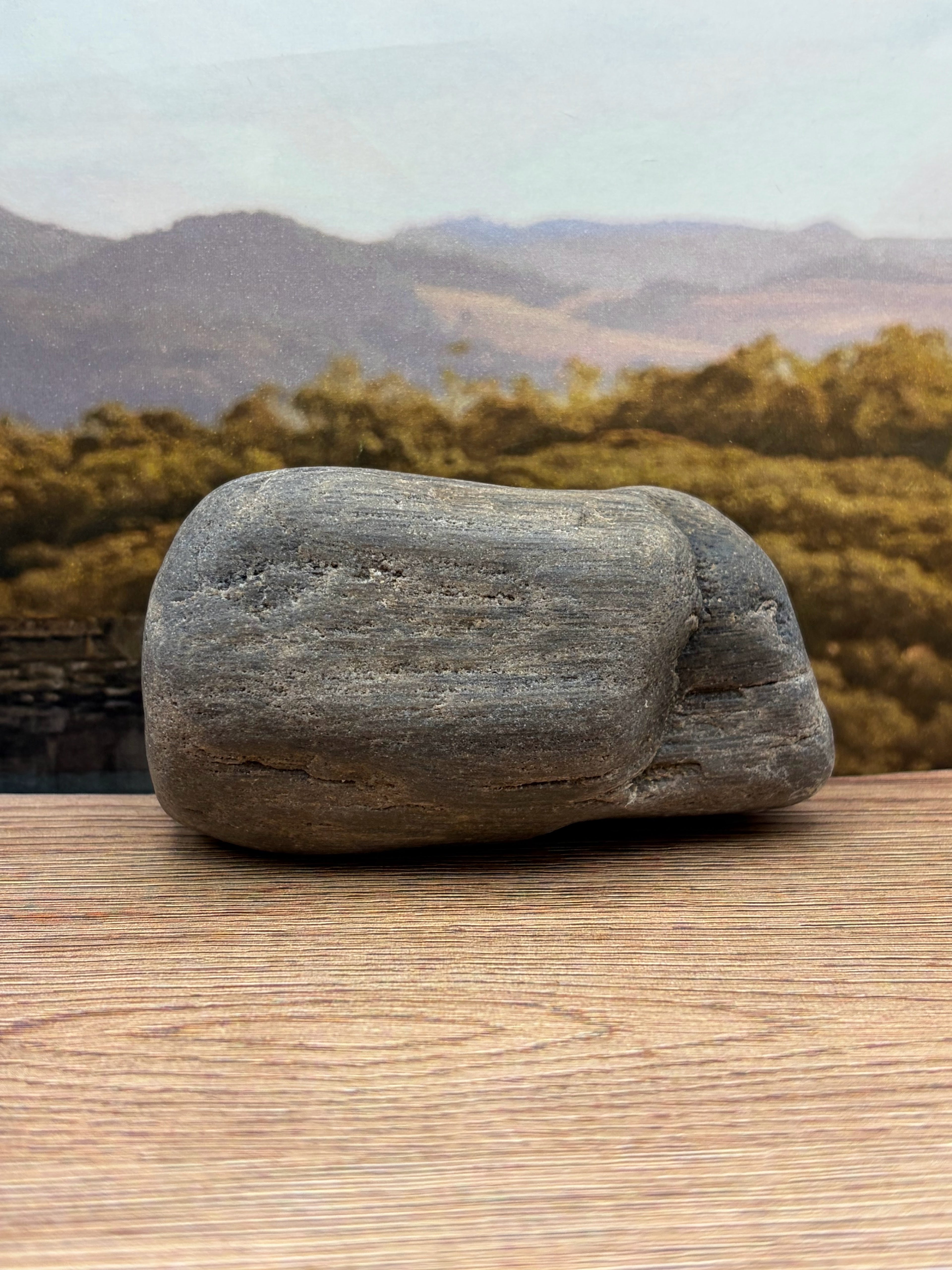 Petrified Wood Specimen
