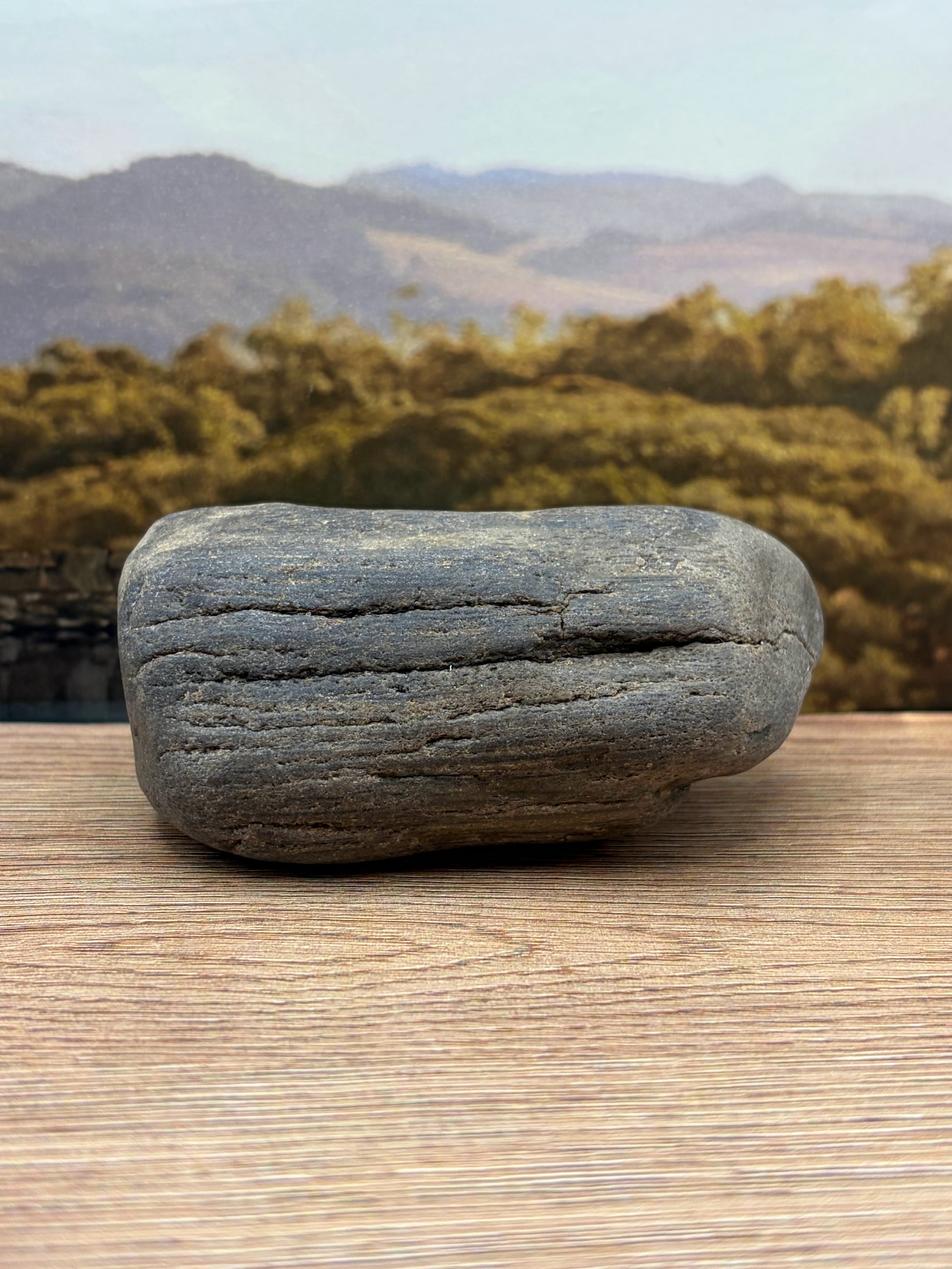 Petrified Wood Specimen