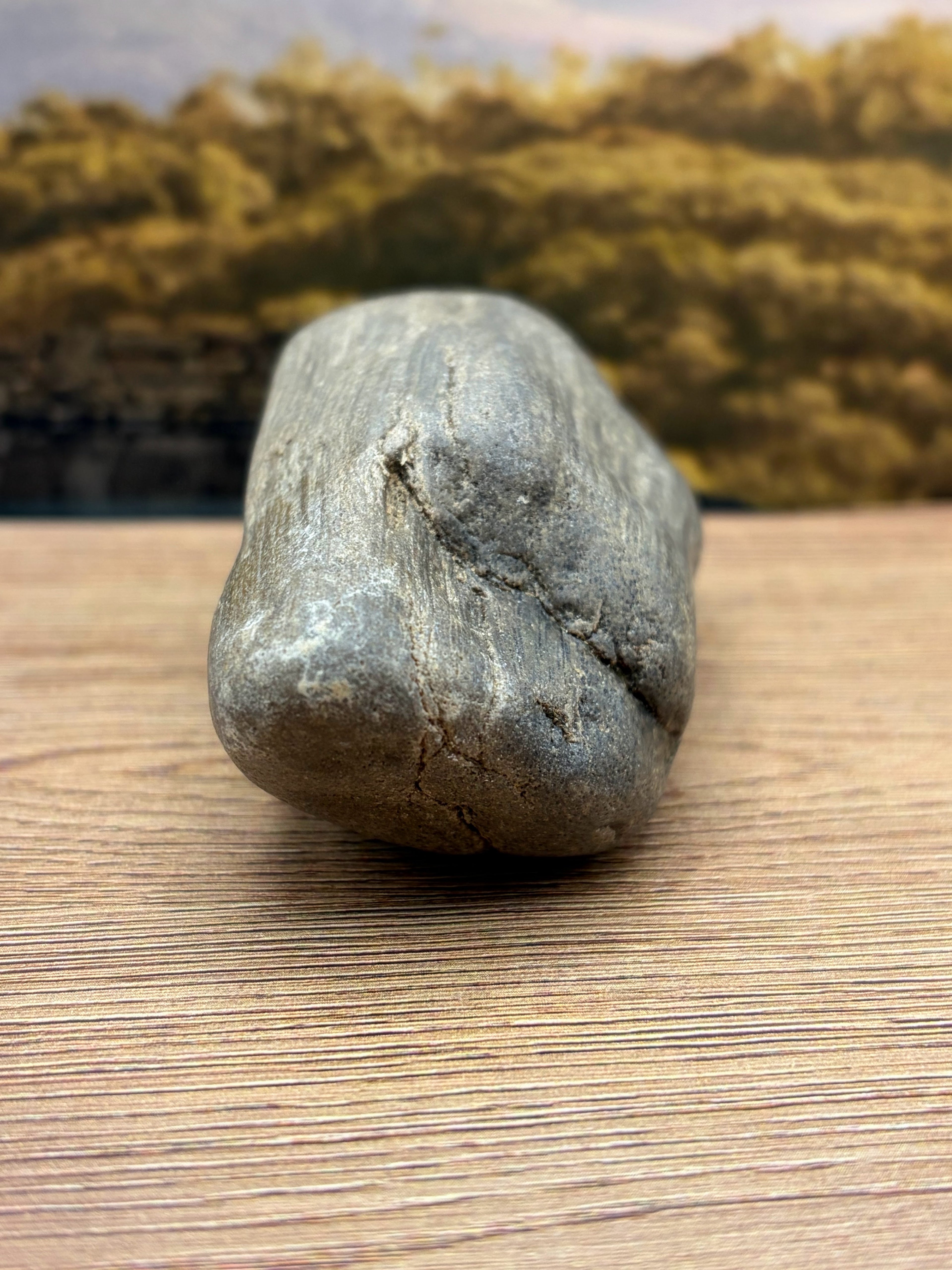 Petrified Wood Specimen