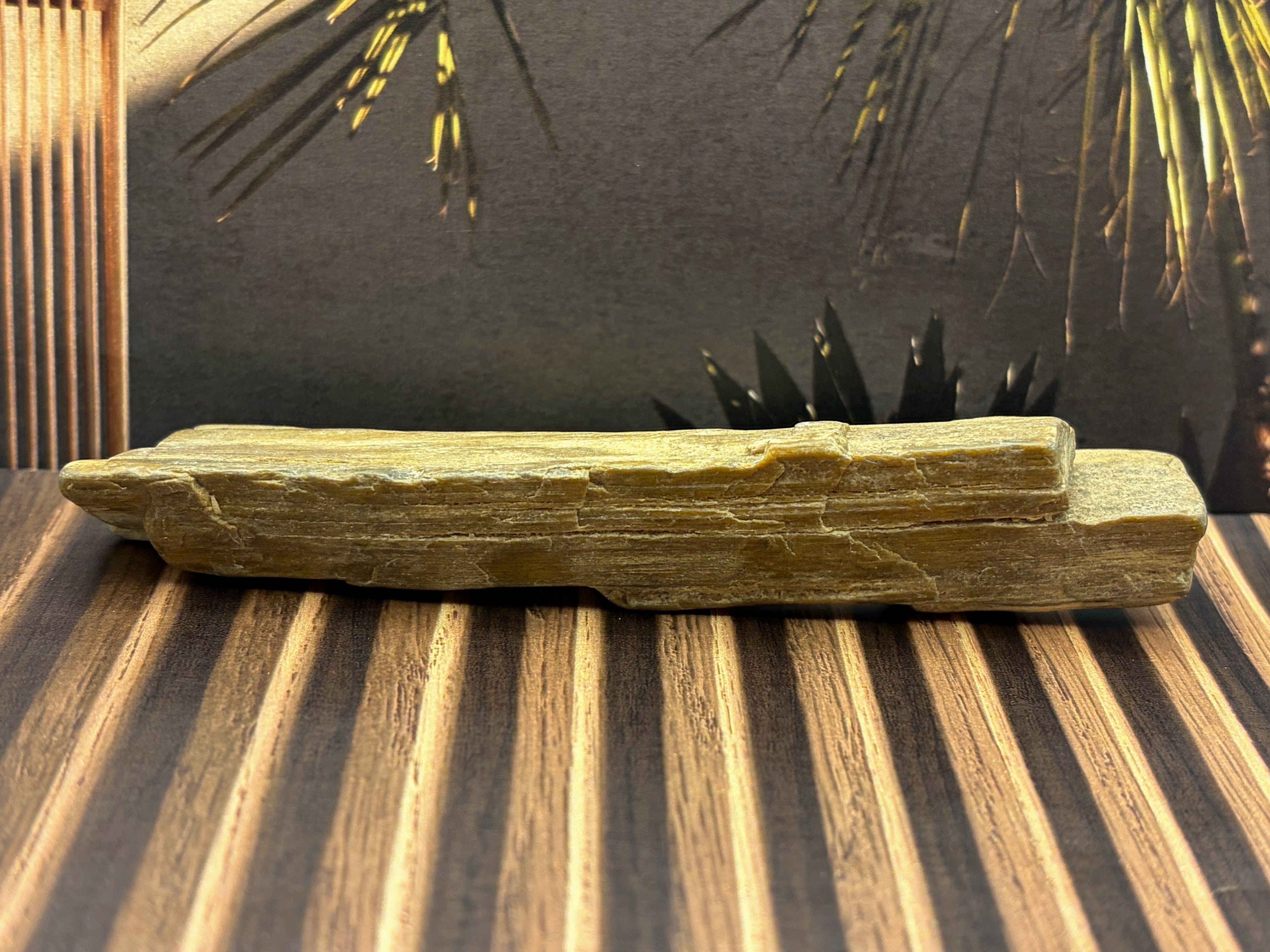 Petrified Wood Specimen