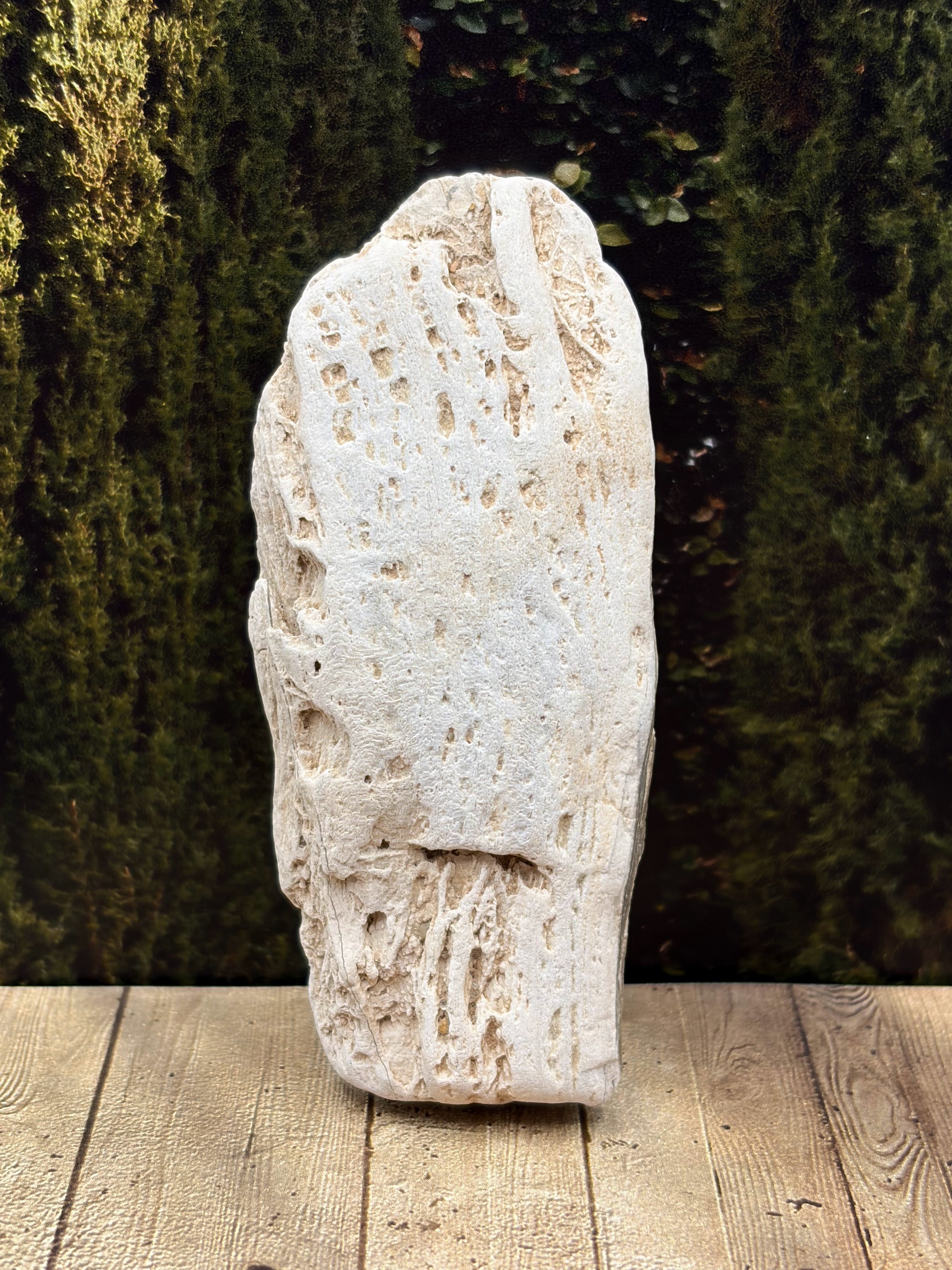 Petrified Wood Specimen
