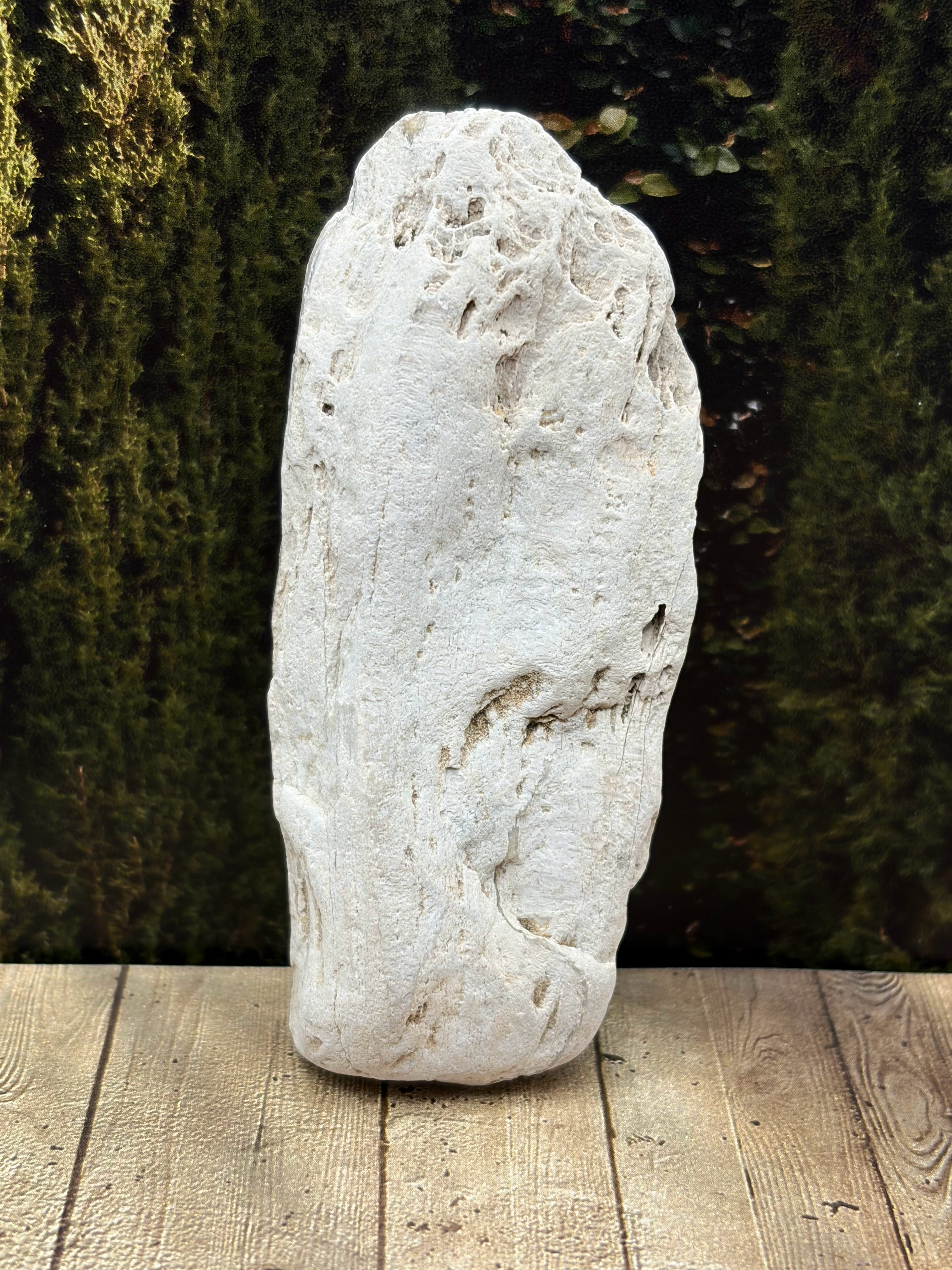Petrified Wood Specimen