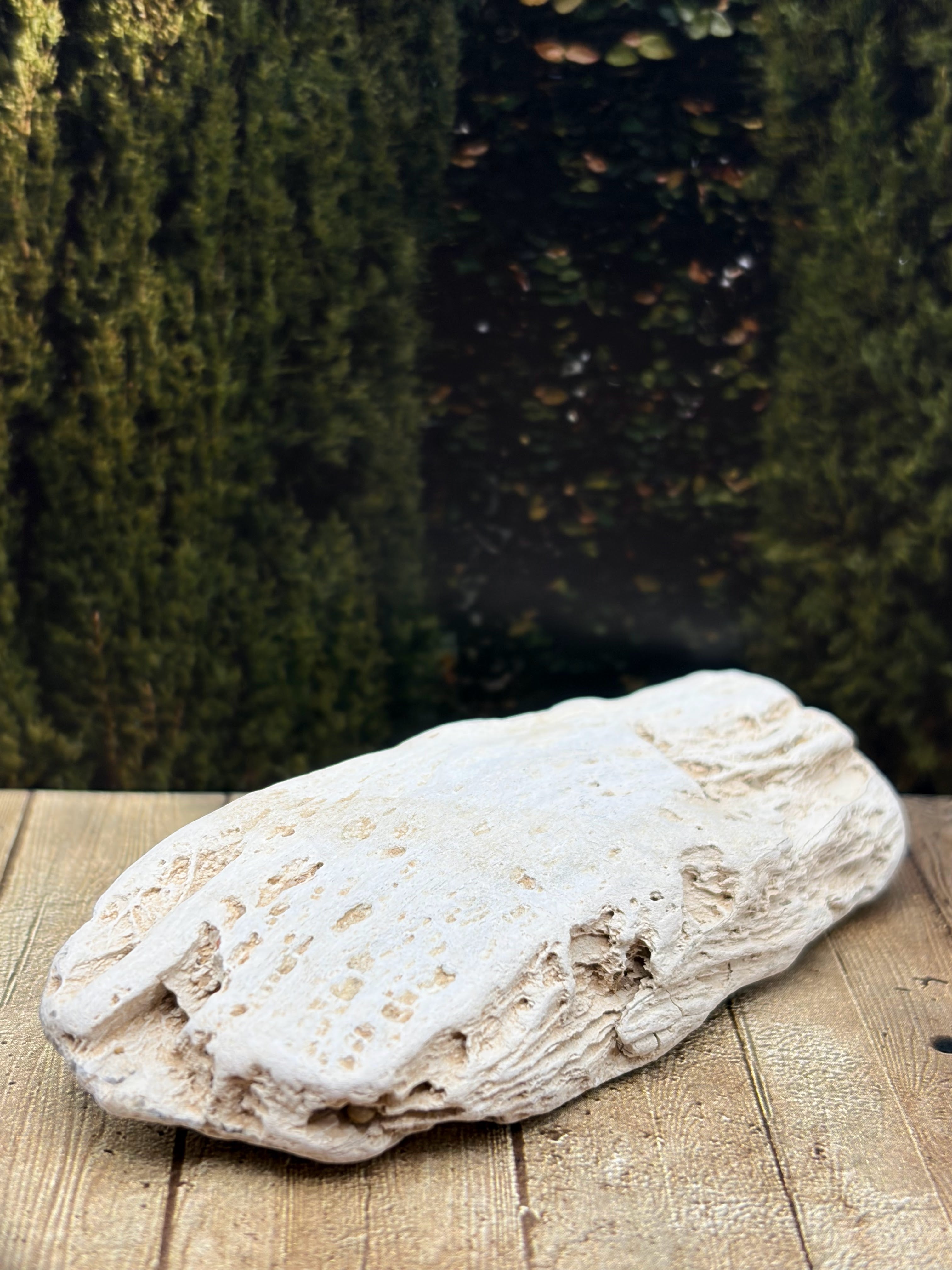 Petrified Wood Specimen