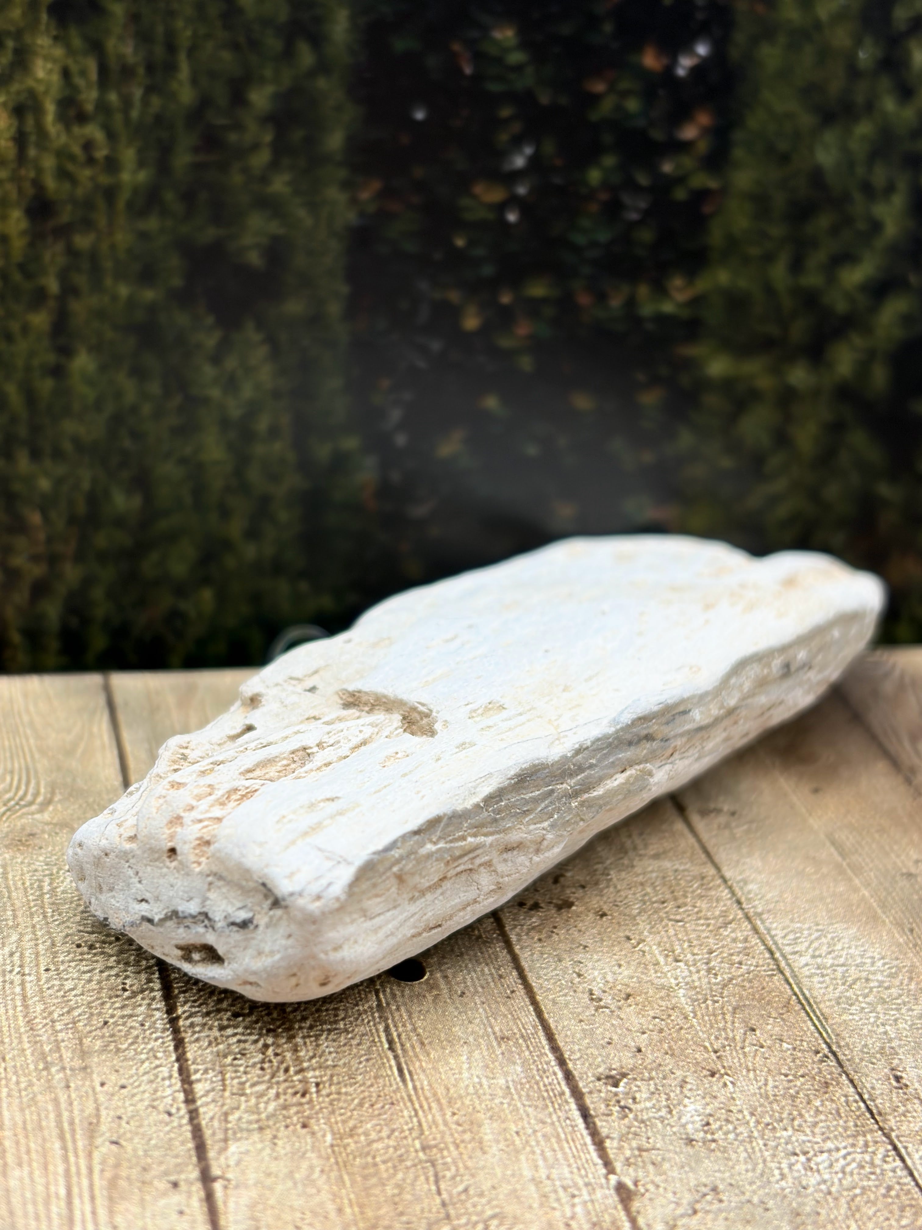 Petrified Wood Specimen