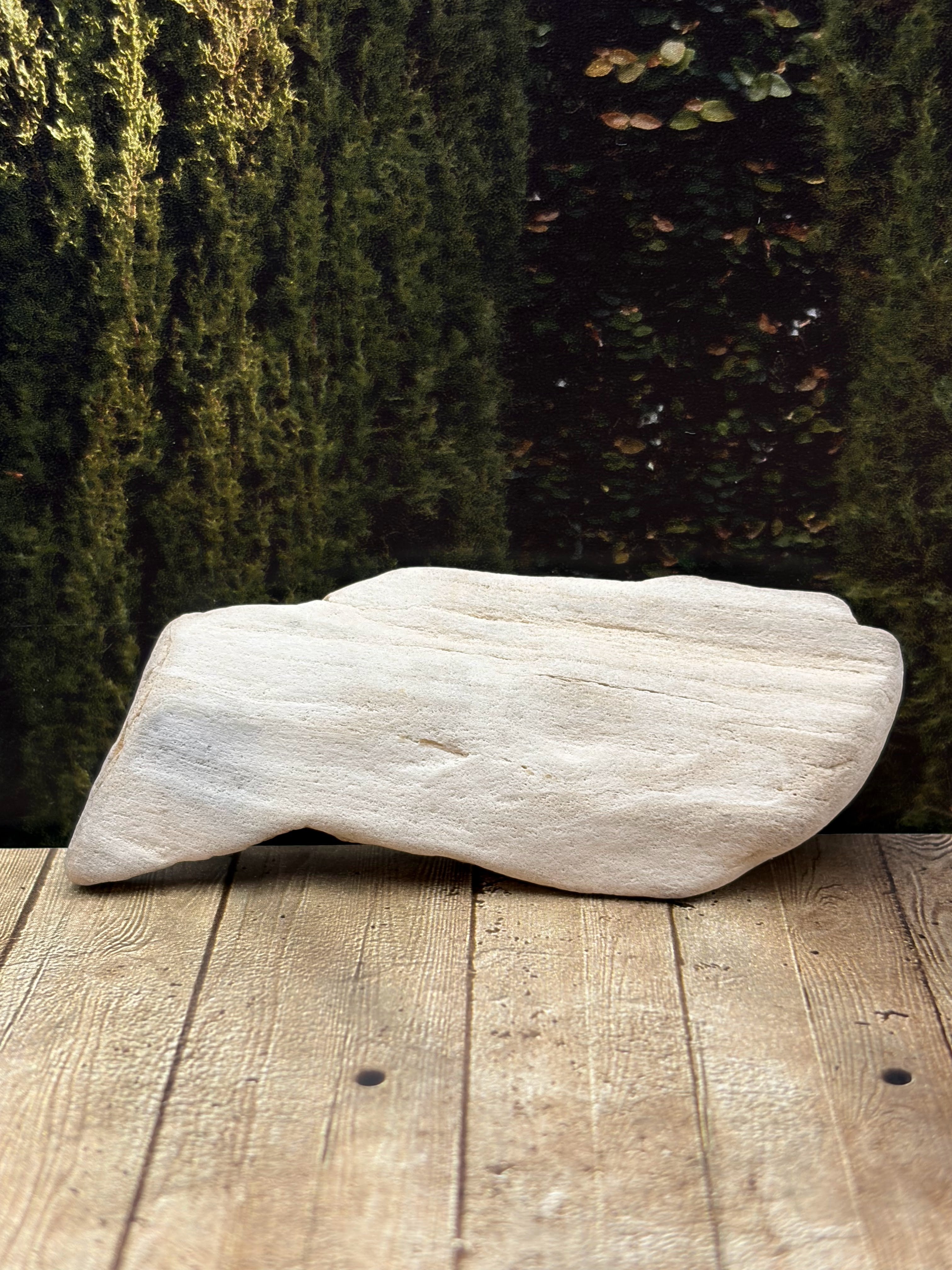 Petrified Wood Specimen "The Fish"