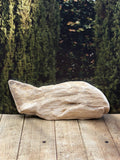 Petrified Wood Specimen "The Fish"