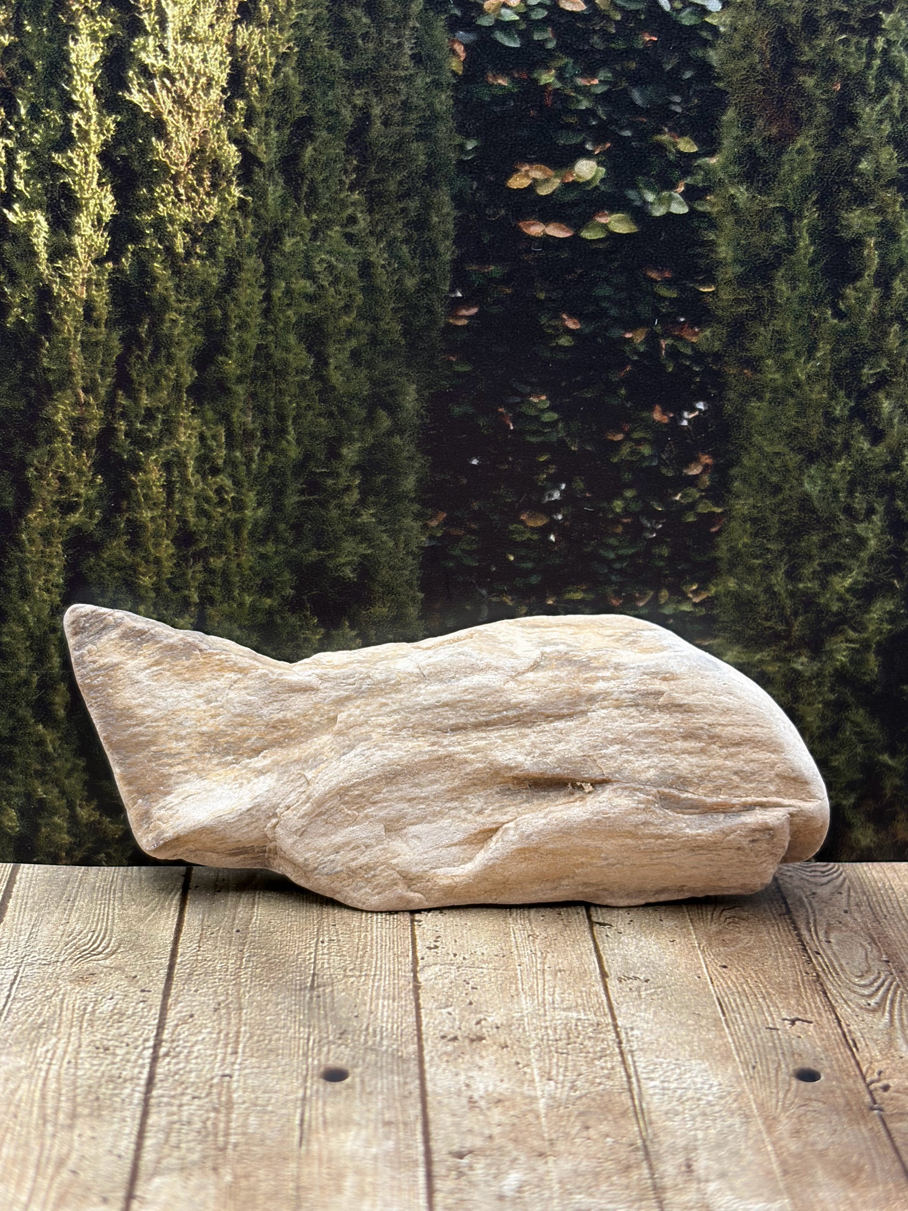 Petrified Wood Specimen "The Fish"
