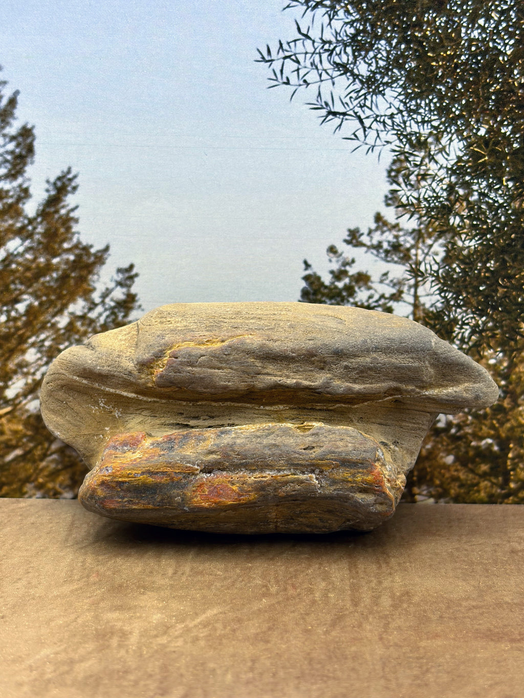 Petrified Wood Specimen with Druzy Crystals