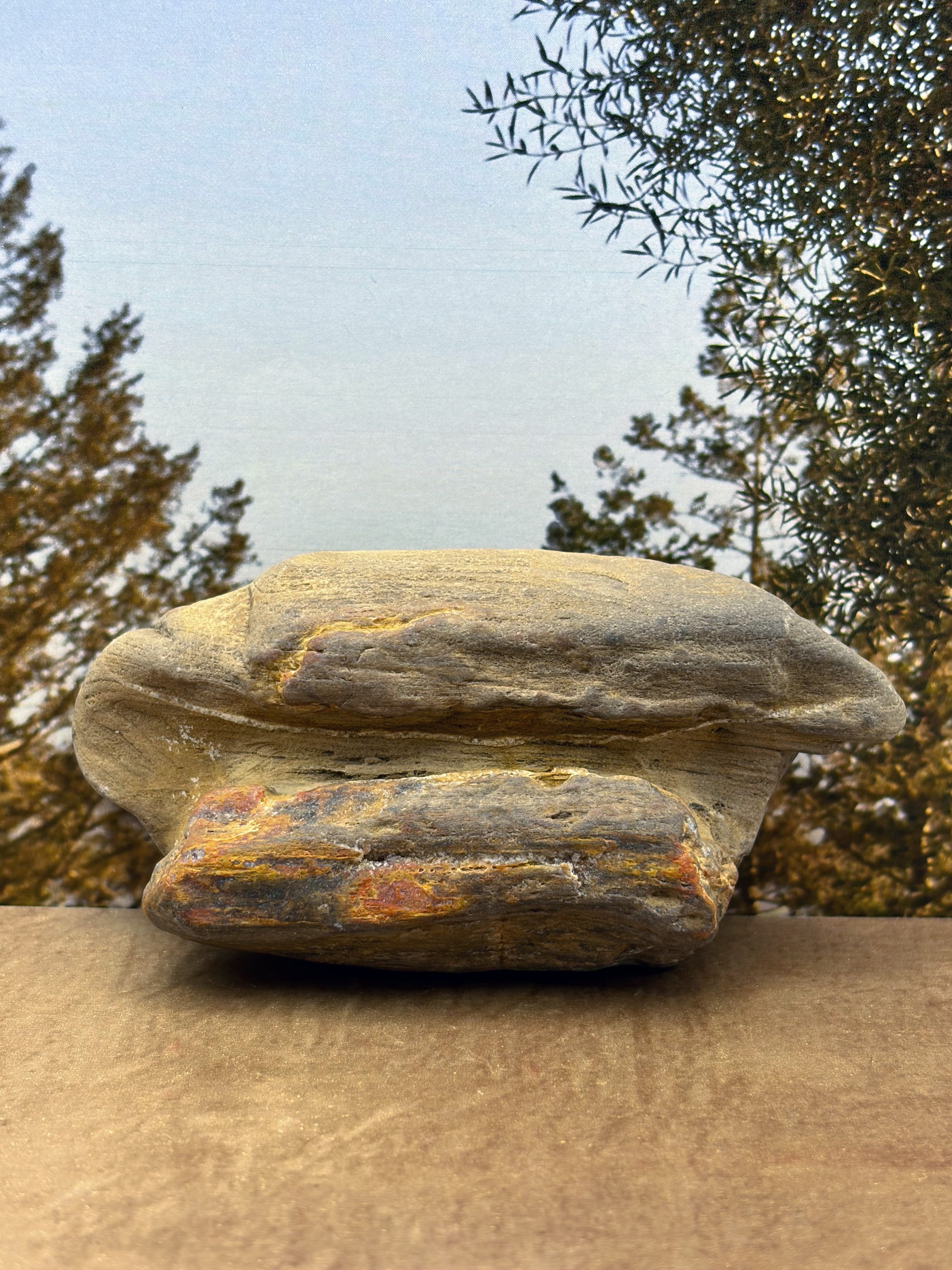 Petrified Wood Specimen with Druzy Crystals