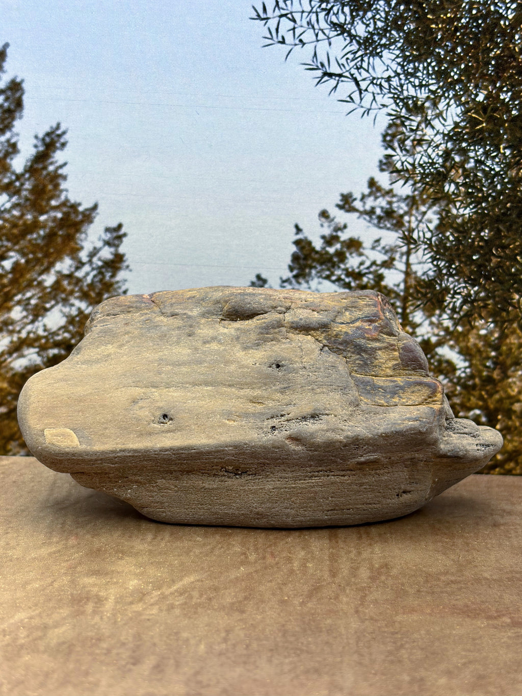 Petrified Wood Specimen with Druzy Crystals