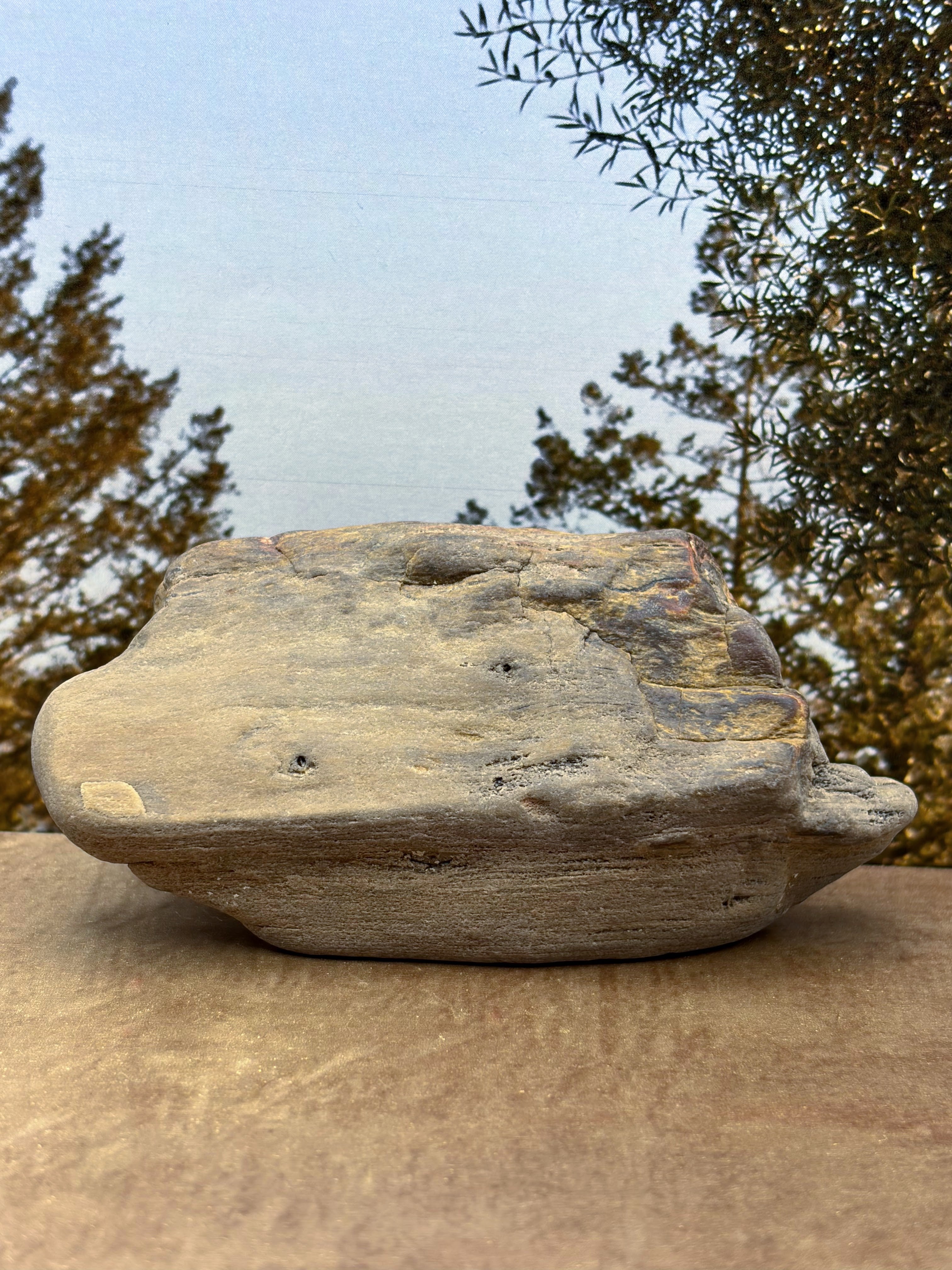 Petrified Wood Specimen with Druzy Crystals